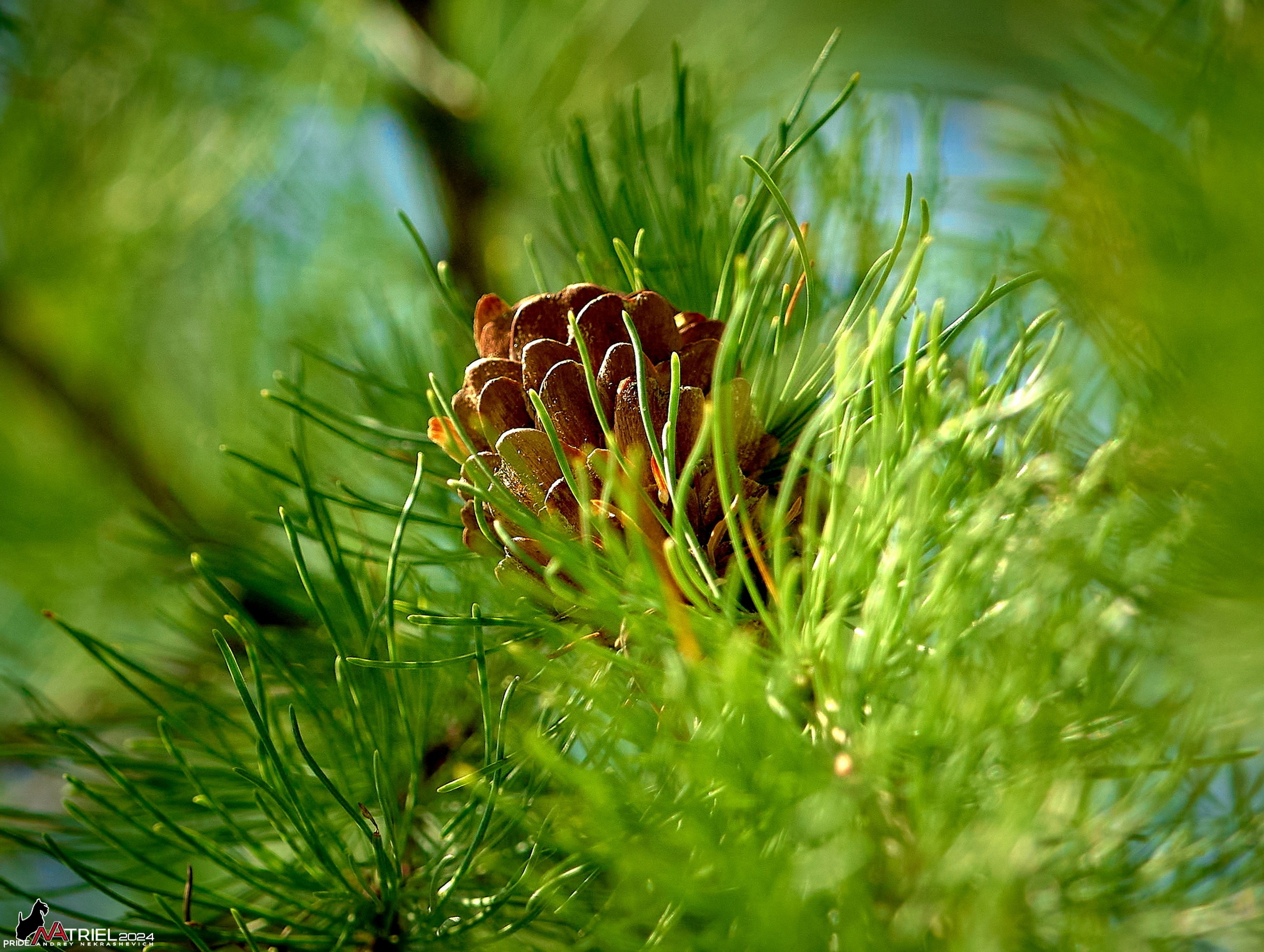 Лютики-цветочки — галерея NATRIEL