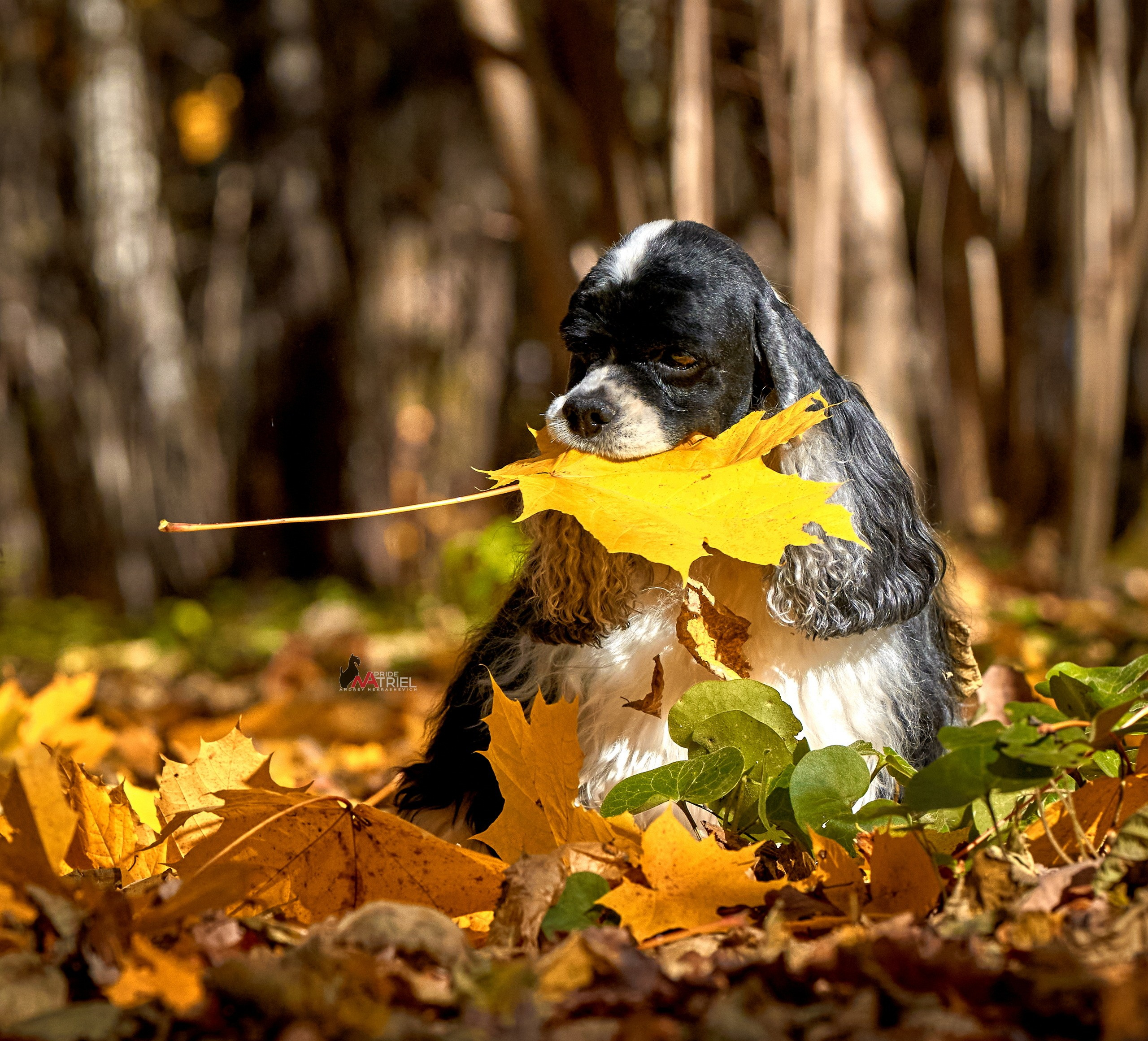Портреты собак — галерея NATRIEL