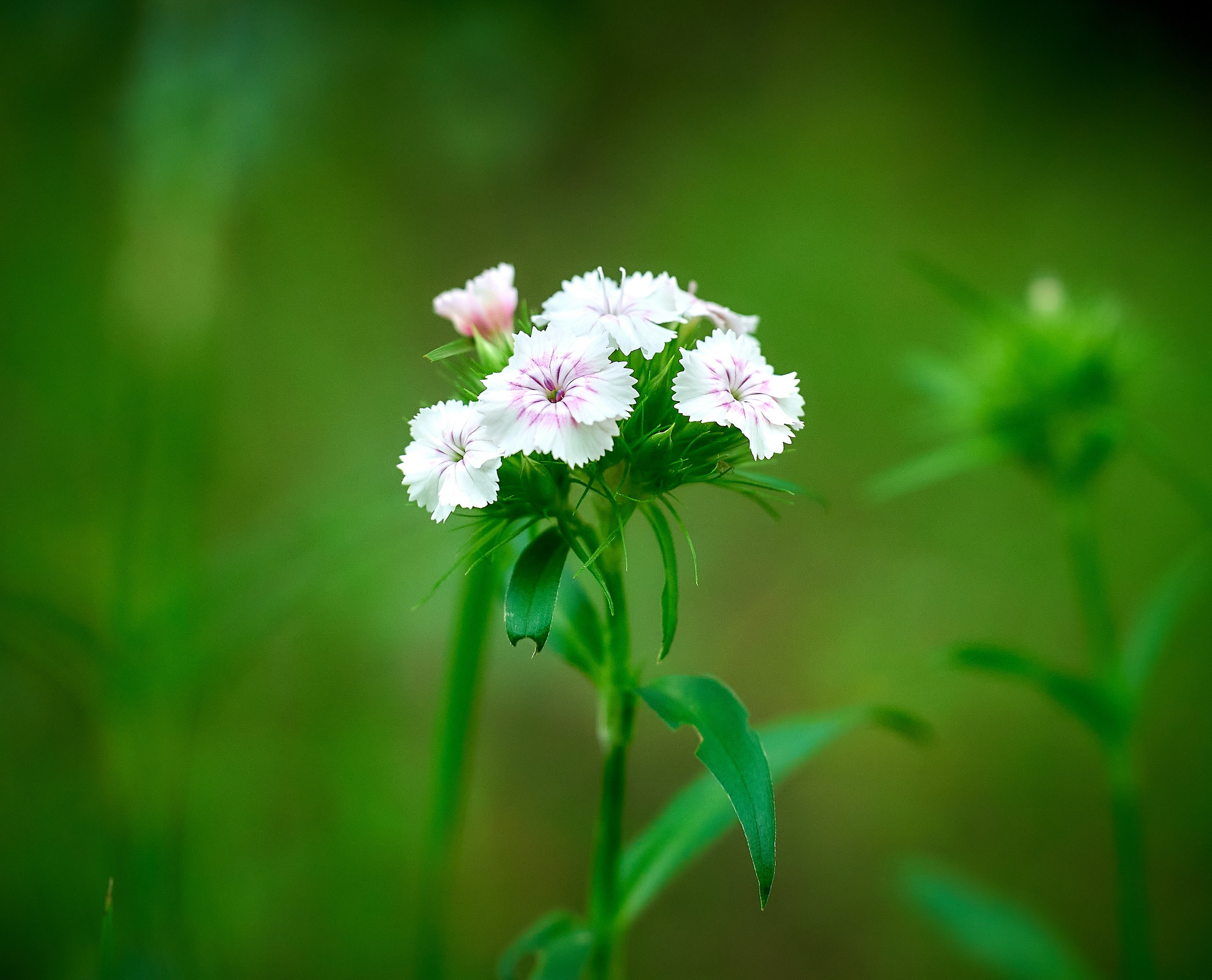 Лютики-цветочки — галерея NATRIEL