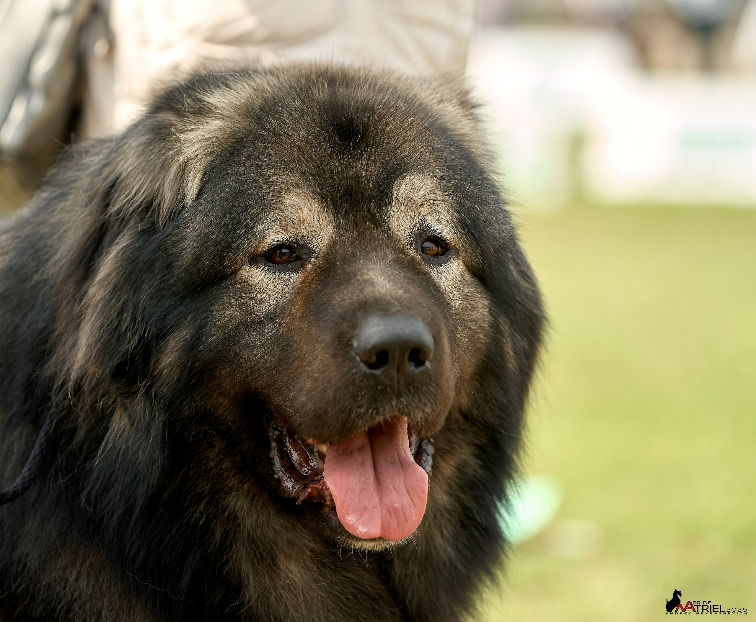 Выставка собак Суздаль-Владимир