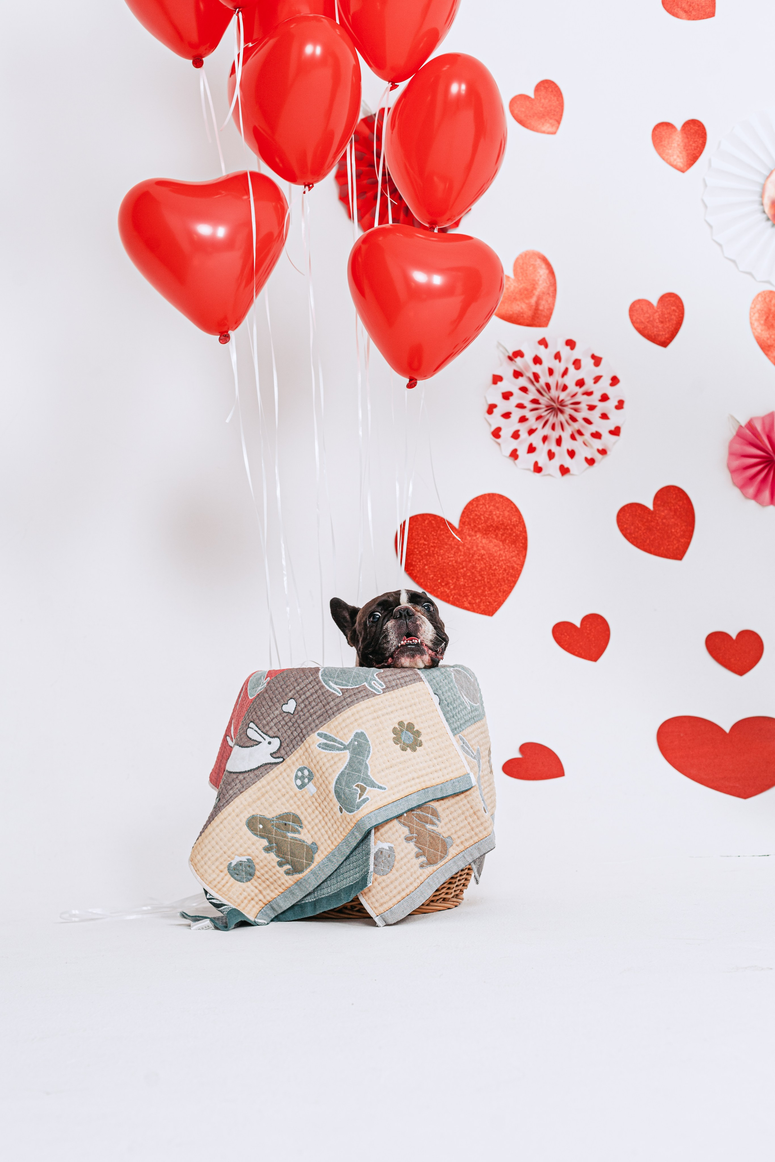 Пижамная вечеринка французских бульдогов и их хозяев. Фотограф-анималист Татьяна Степанова