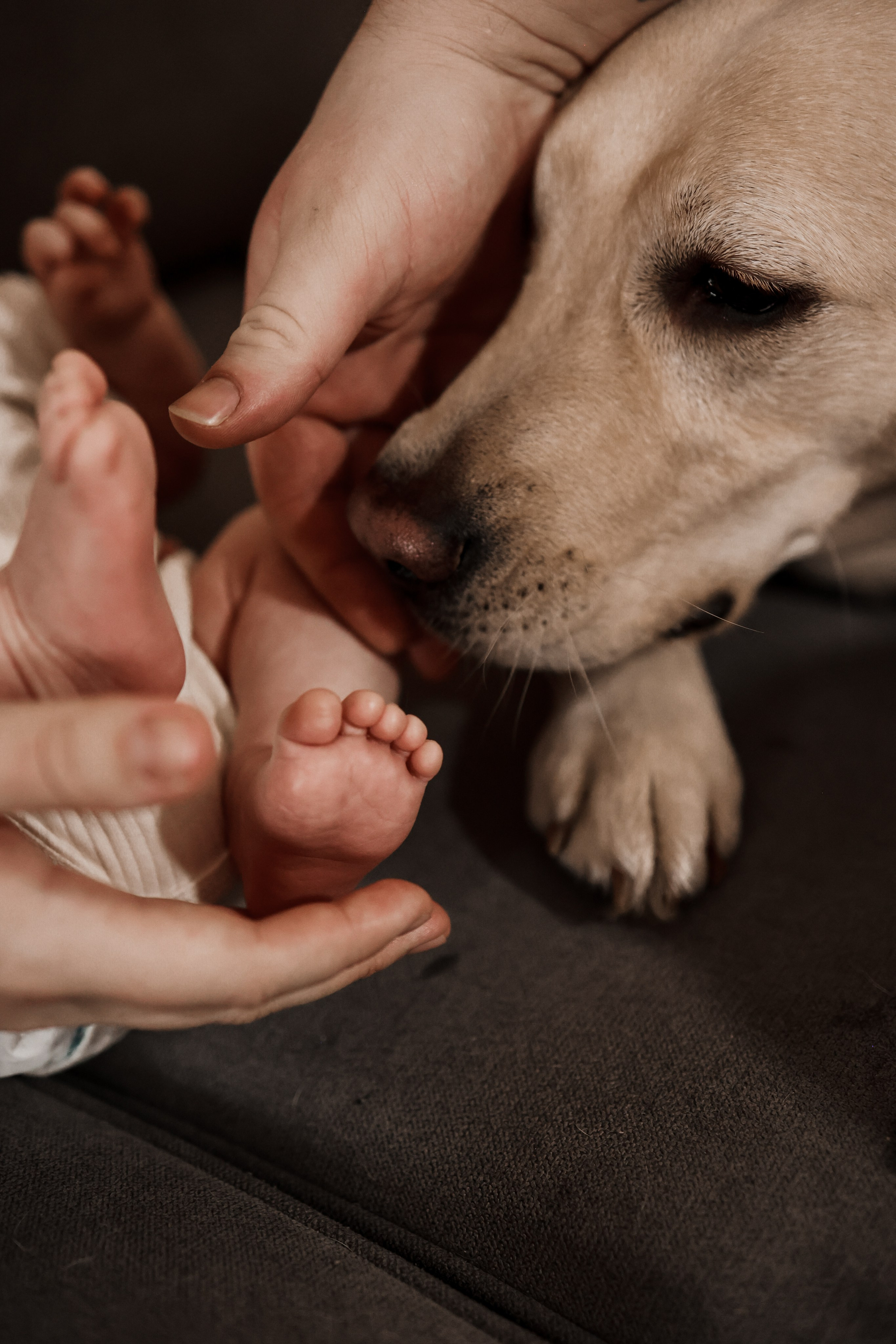Домашние истории. Фотограф Юлия Говор