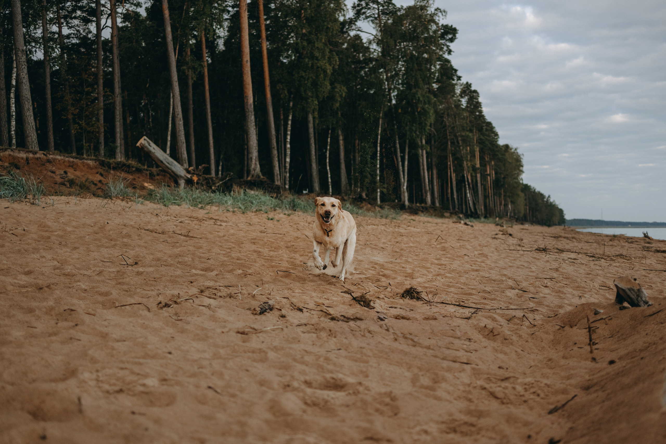 Наташа и Шани. Фотограф — Анималист | Санкт-Петербург