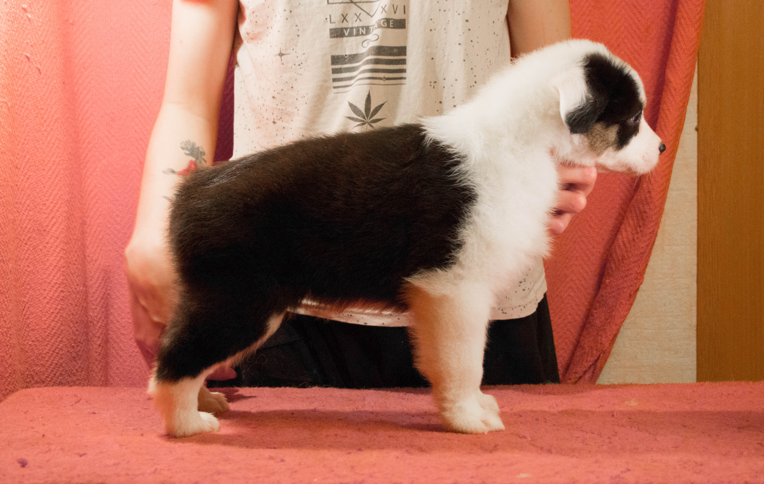 Синдра. BLGKV питомник собак