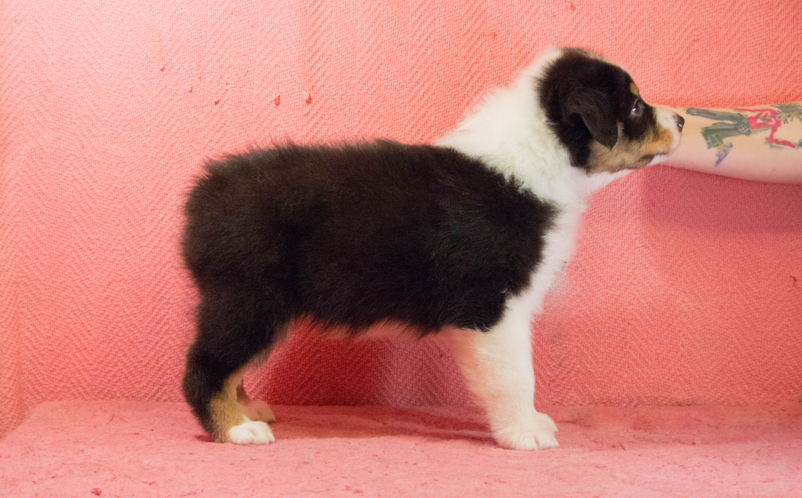 Рыся. BLGKV питомник собак