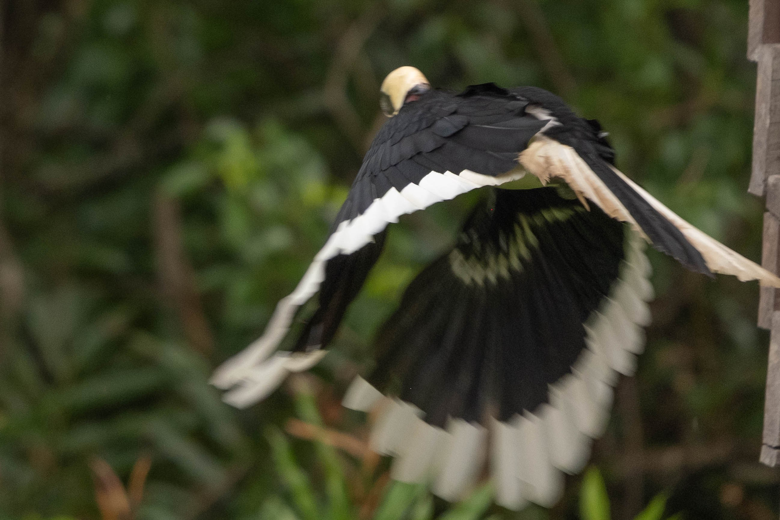О. Борнео, г. Сандакан. В мире животных. Фотографии из путешествий