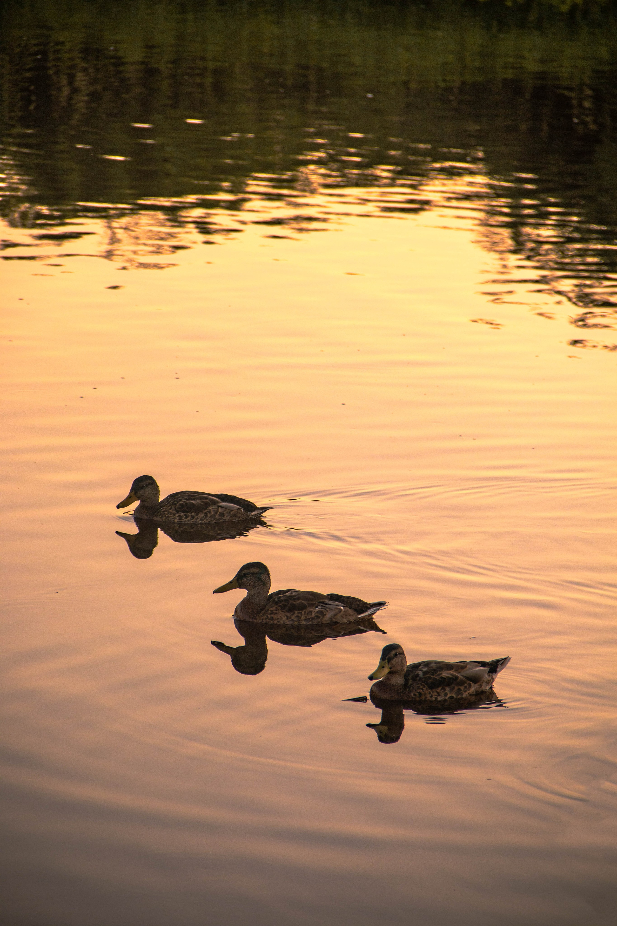 Animals. Фотограф/Видеограф