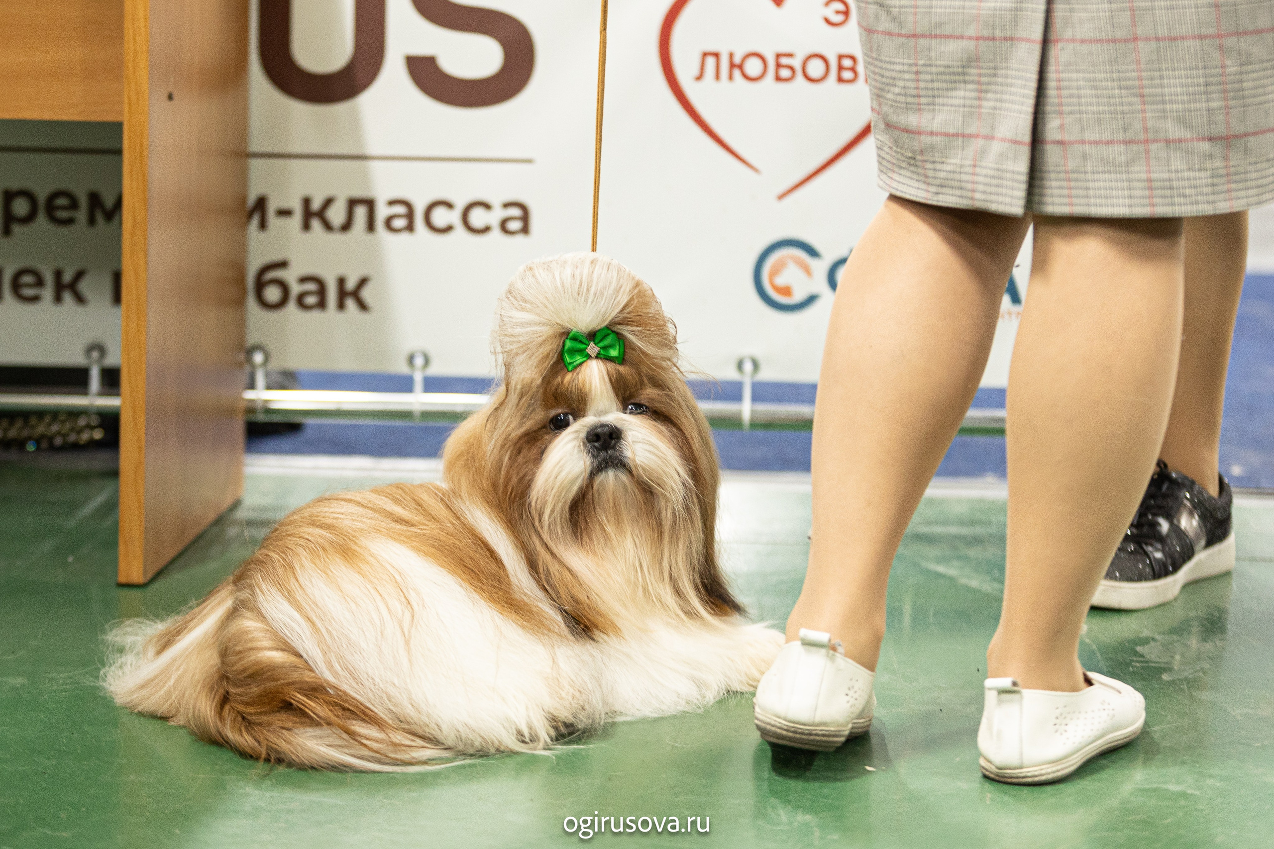 РОО КЛЖ «Олимп"+"Империя"+"Виктория».Выставка собак. Фотограф Ольга Гирусова «Пантерочка» Москва