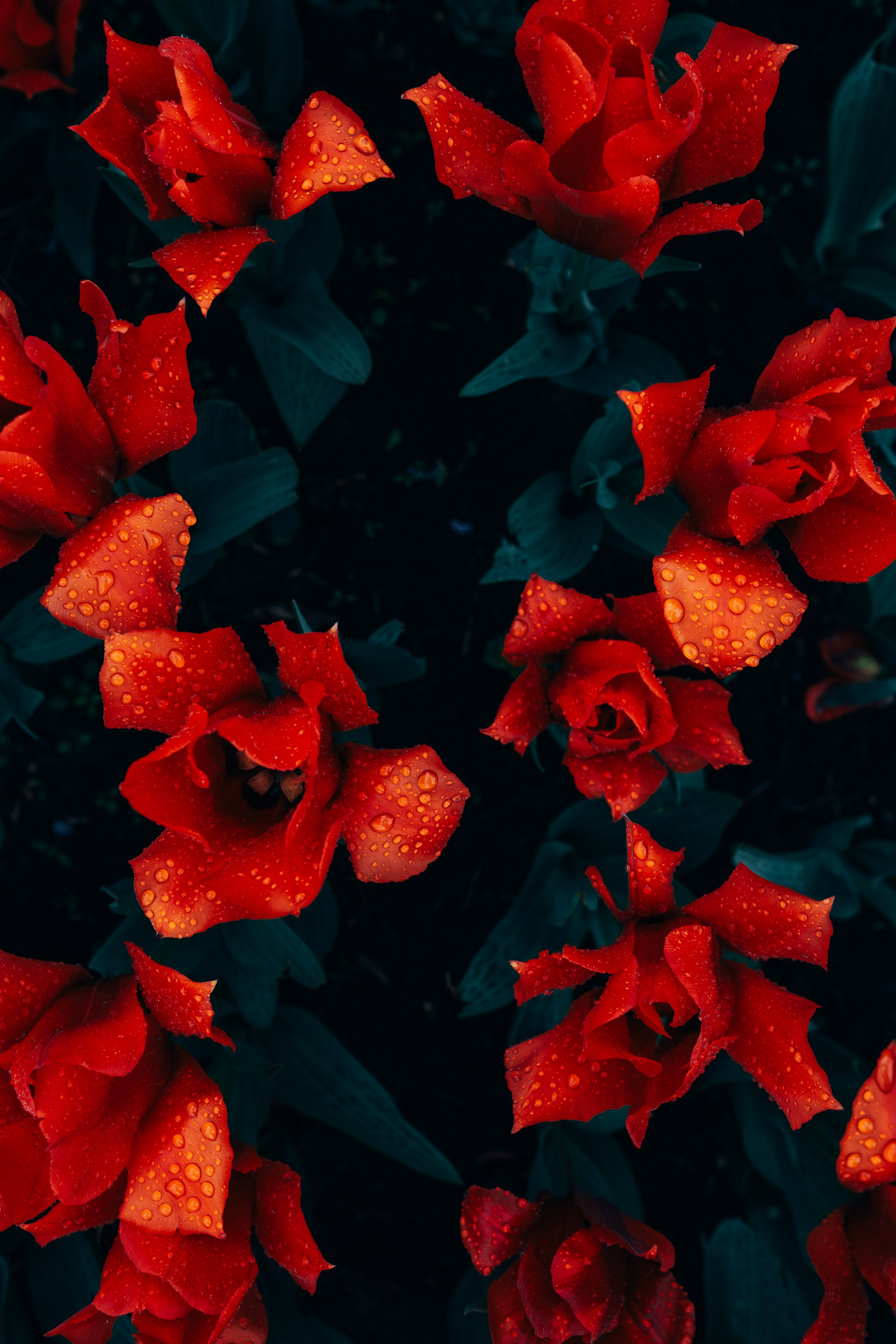 ЦВЕТНОЙ СВЕТ. Фотограф Оля Батист