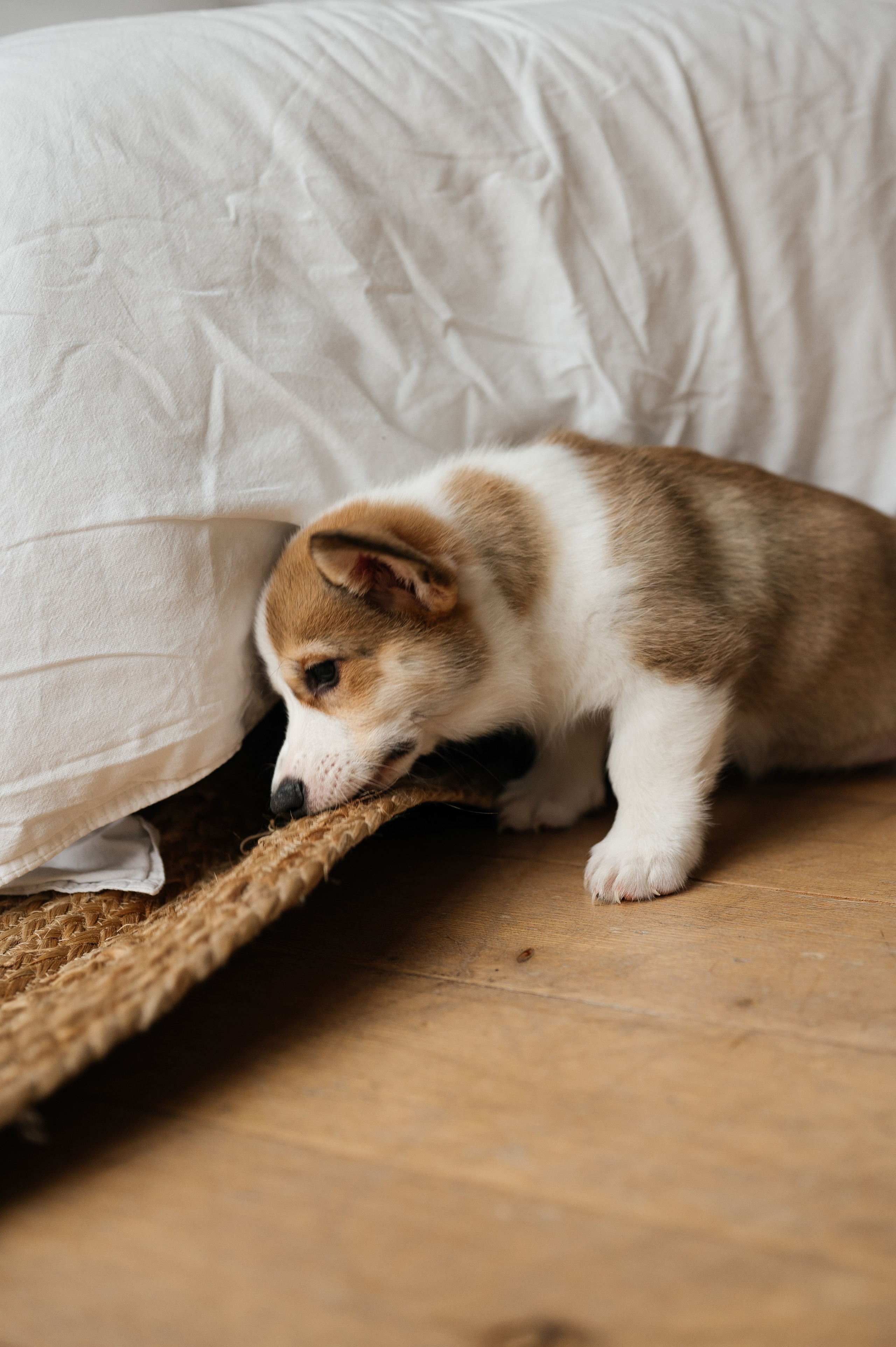 Миша, Маша и Боня. Свадебный и семейный фотограф в Краснодаре Алина Мельник