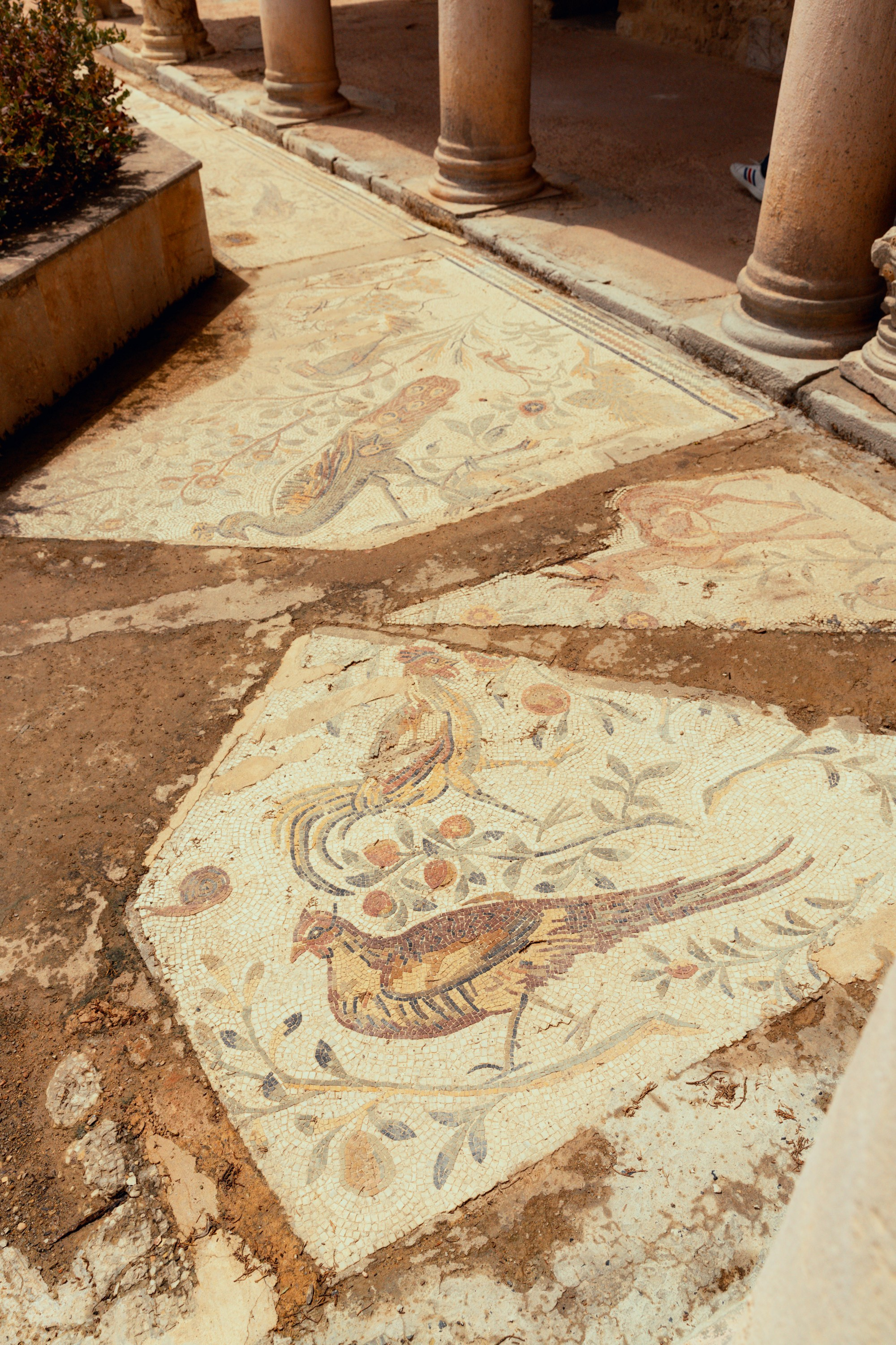 Северная Африка: Тунис, Марокко. Фотограф в Хабаровске. Фотография за 24 часа