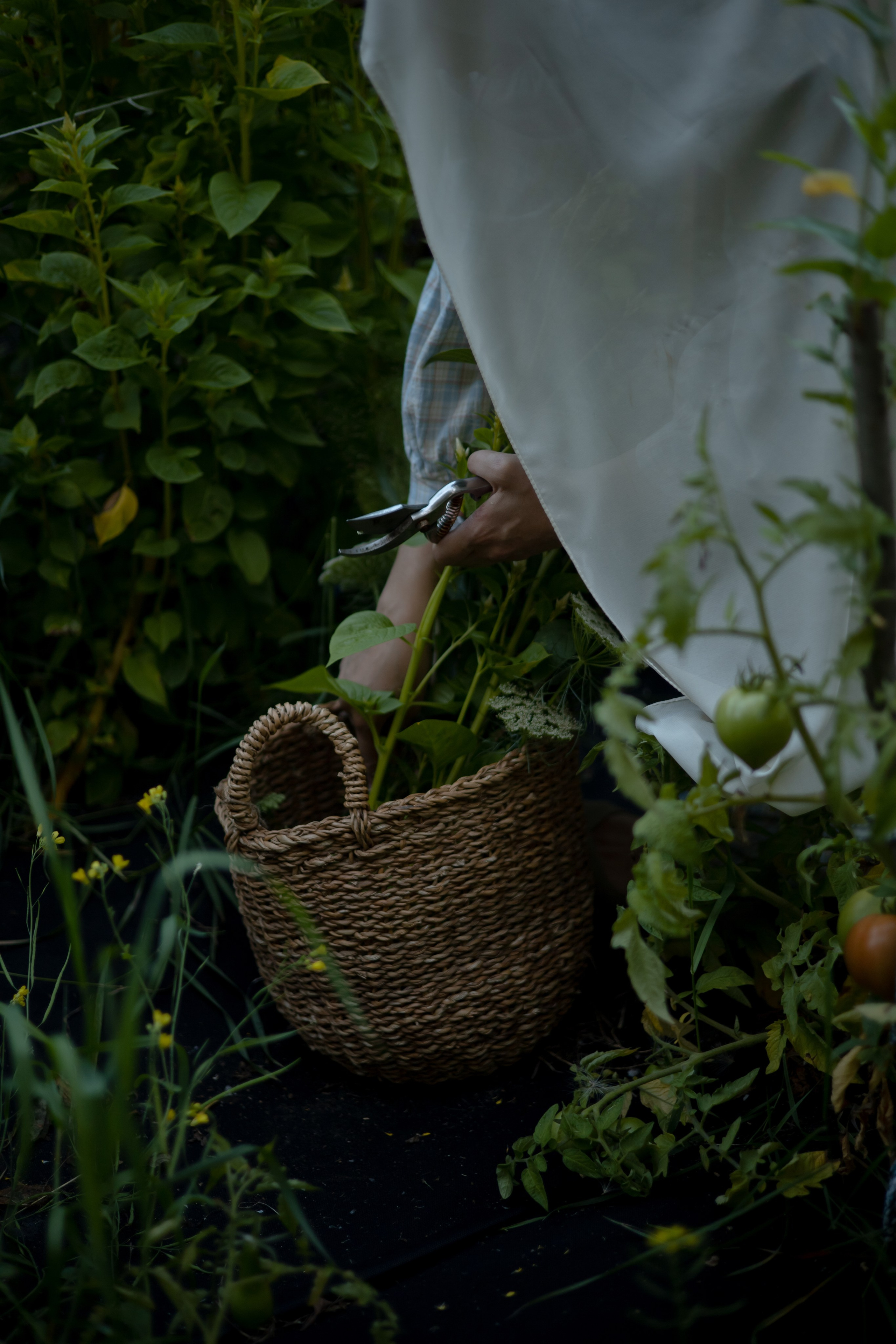ДИНИЯ. Фотограф Элла Ефимова