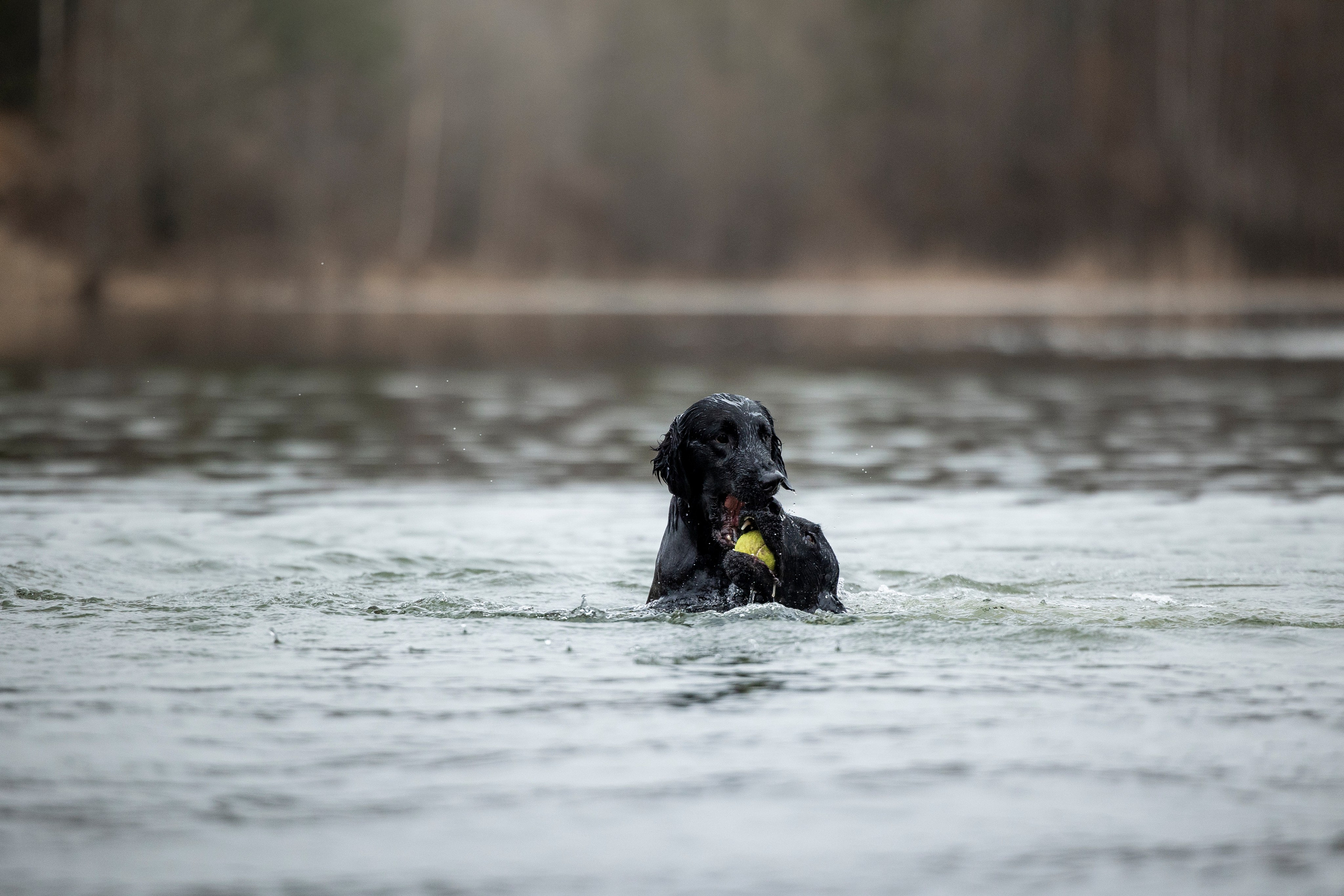Ора, Ева, Рози и их семья. Фотограф — Анималист | Санкт-Петербург