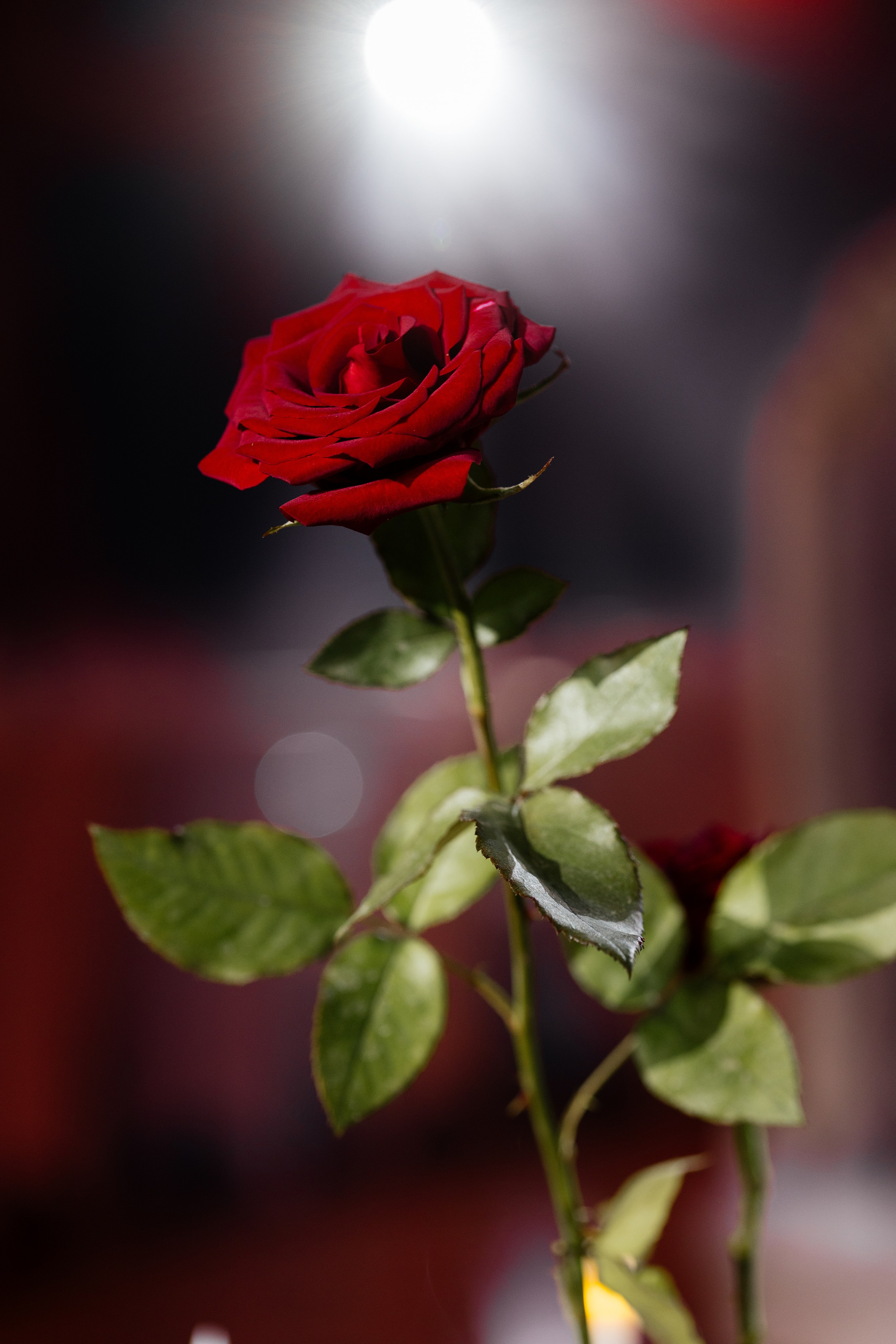 Творческая фотосессия. Свадебный и семейный фотограф в Нур-султан Мухтар Шахмет