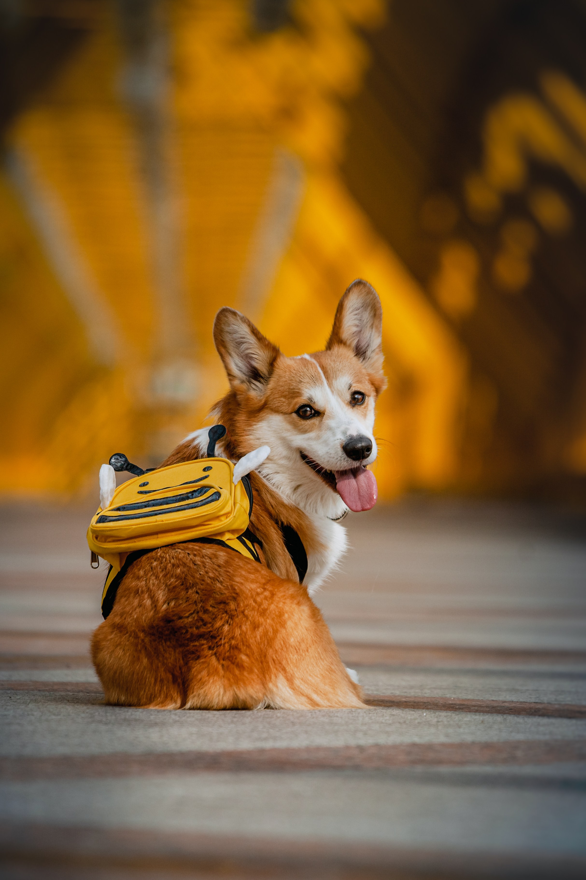 Андреевский мост. Фотограф-анималист Татьяна Степанова