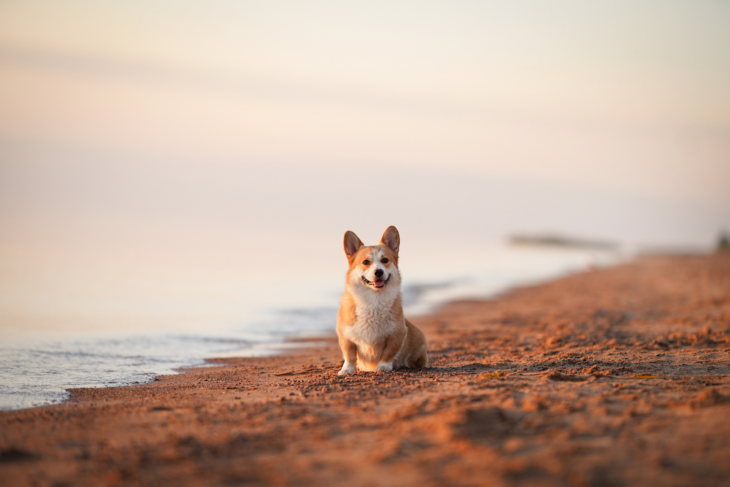 Таня и Оливер. Фотограф-анималист в Санкт-Петербурге Яна Мартынова