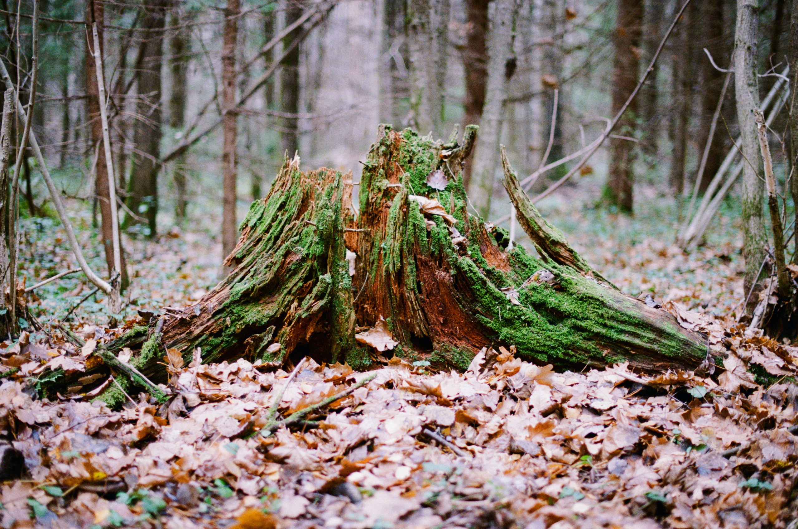 Плёнка для души 🎞. Live фотограф и портреты