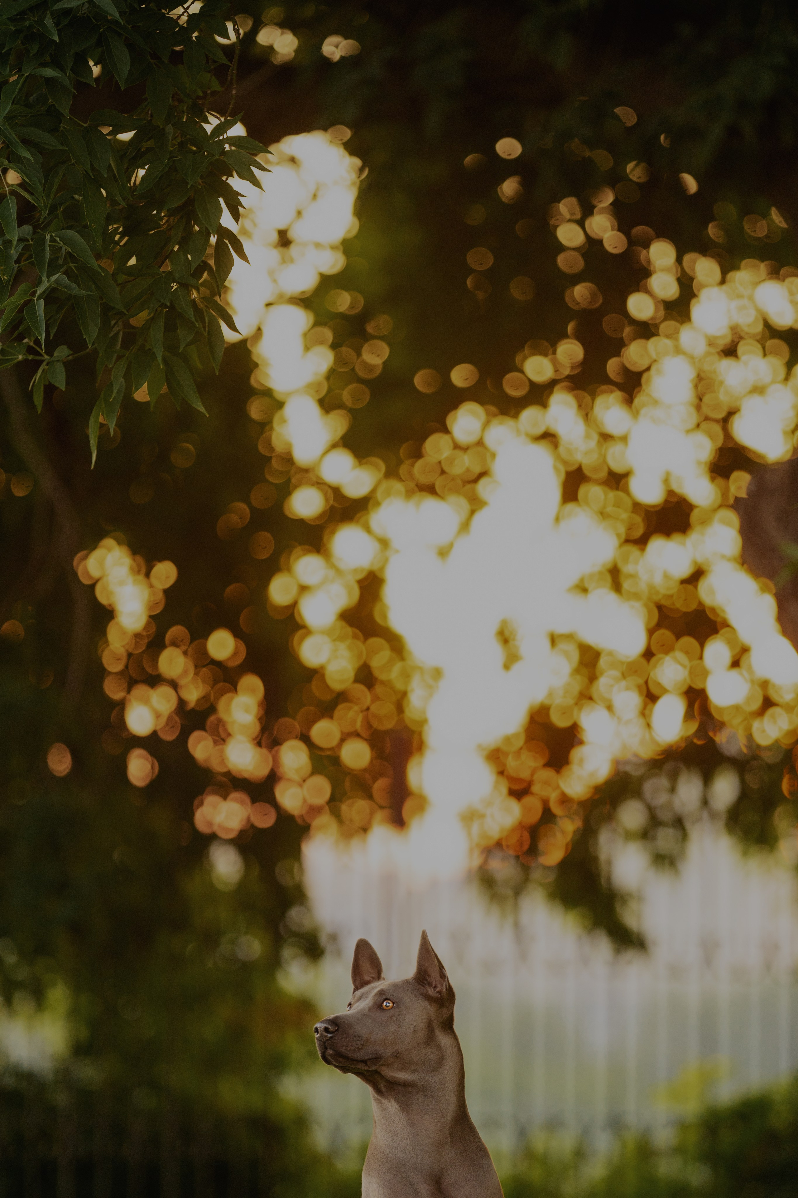 Лин + Вегас. Kameramotor74