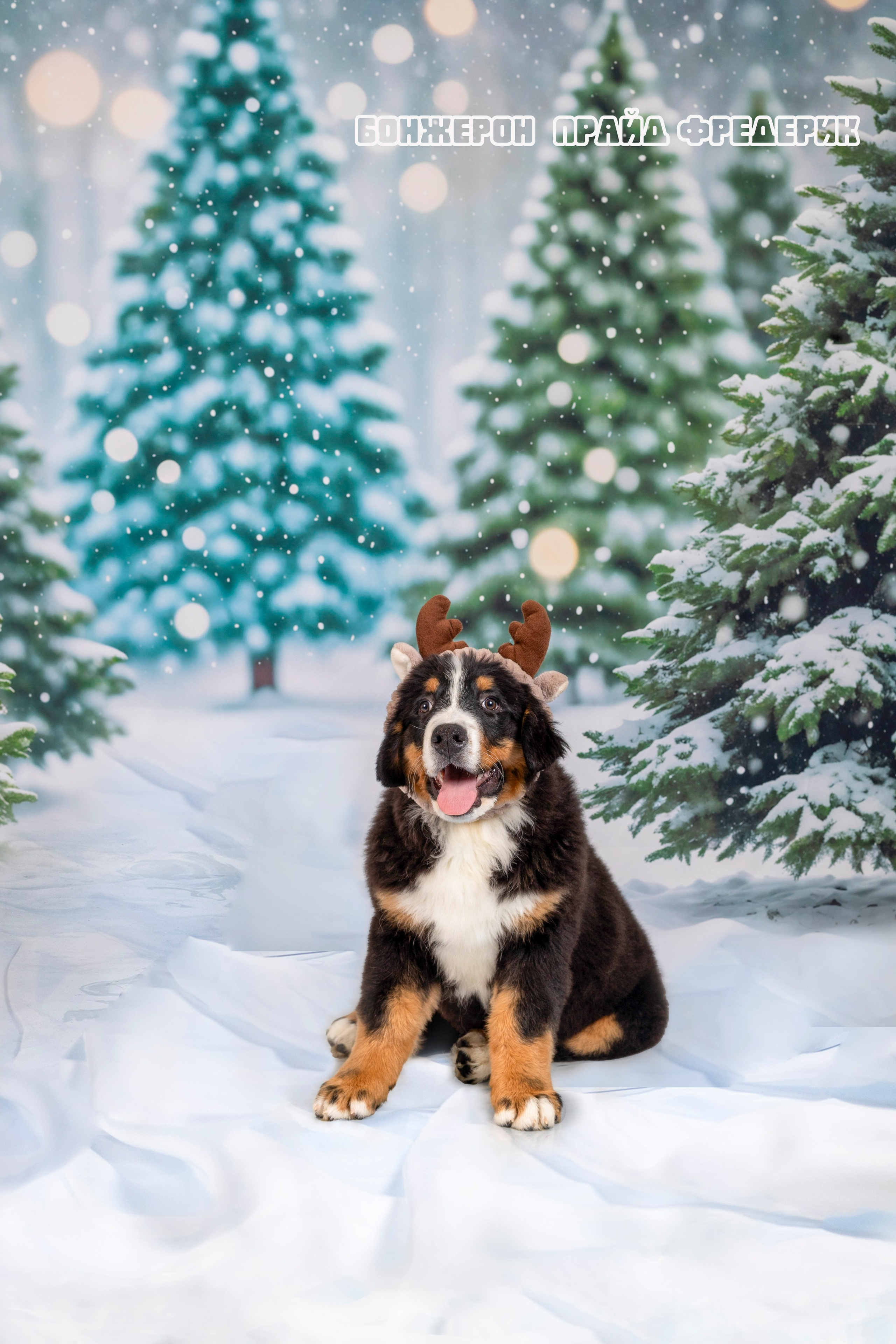 Бонжерон прайд. Фотограф 📸 семейный, предметный, репортажный