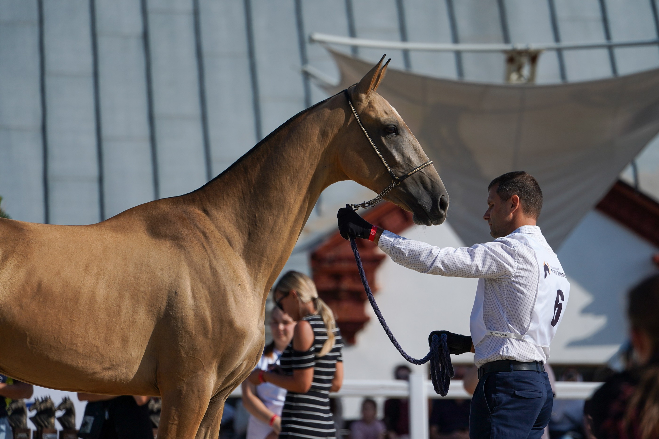 Чемпионат лошадей чистокровной ахалтекинской породы «КУБОК РОССИИ — 2024». Фотограф-анималист, портретный фотограф в Чебоксарах Мария Садыкова