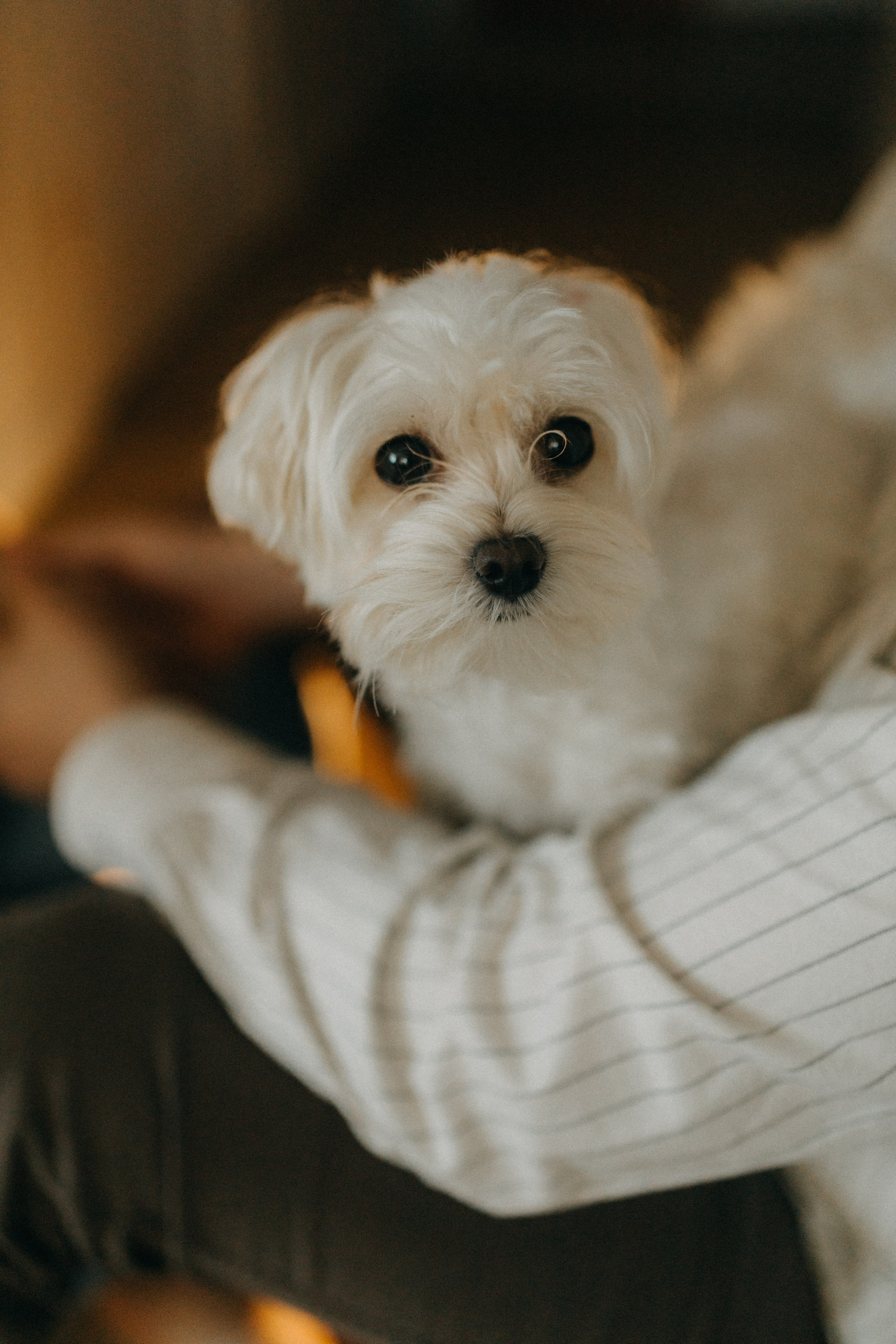 Алана & Альфред. Беременность. Фотограф НОГИНСК, Москва, Анастасия Белая