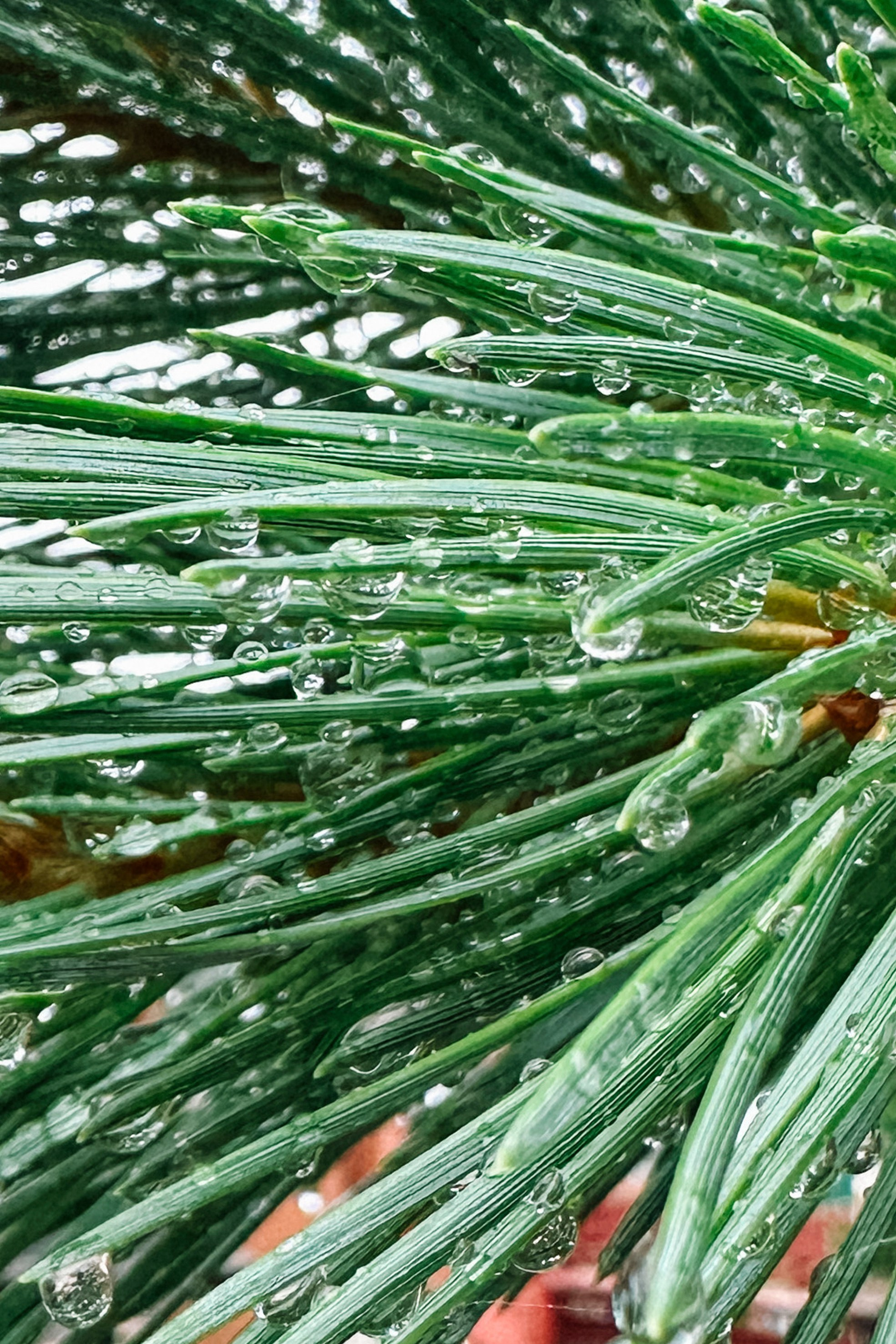 Природа. Команда фотографов Кристины Ивановой