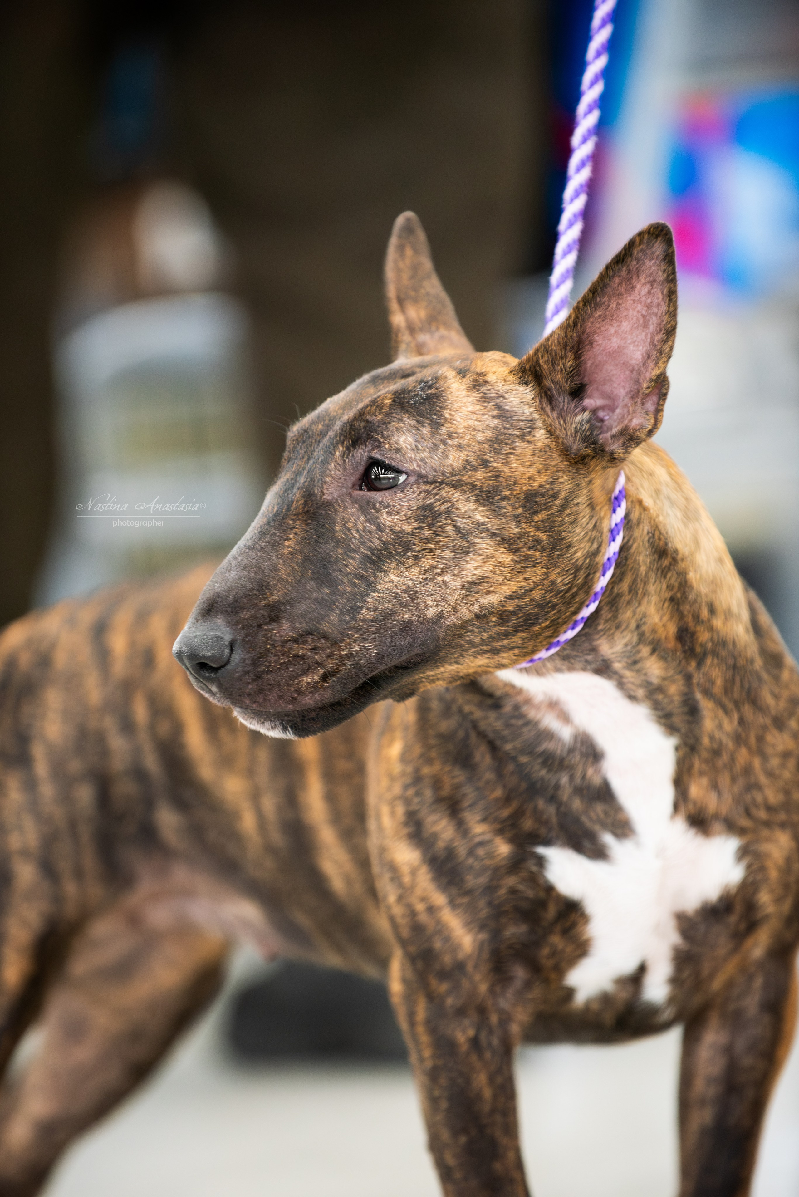 Выставки. Фотограф — Анималист