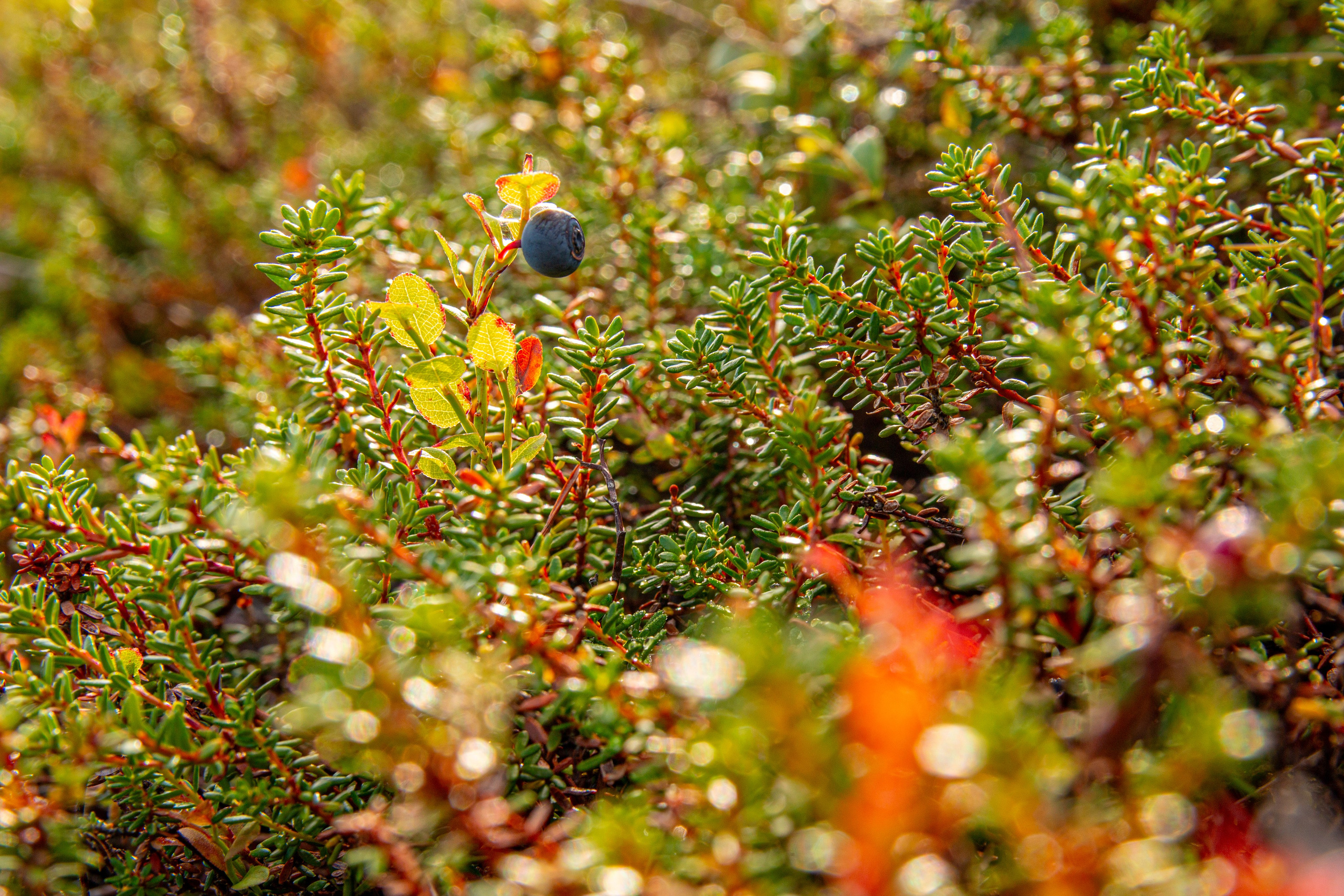 Пища для глаз. Ваш фотограф Северск | Томск