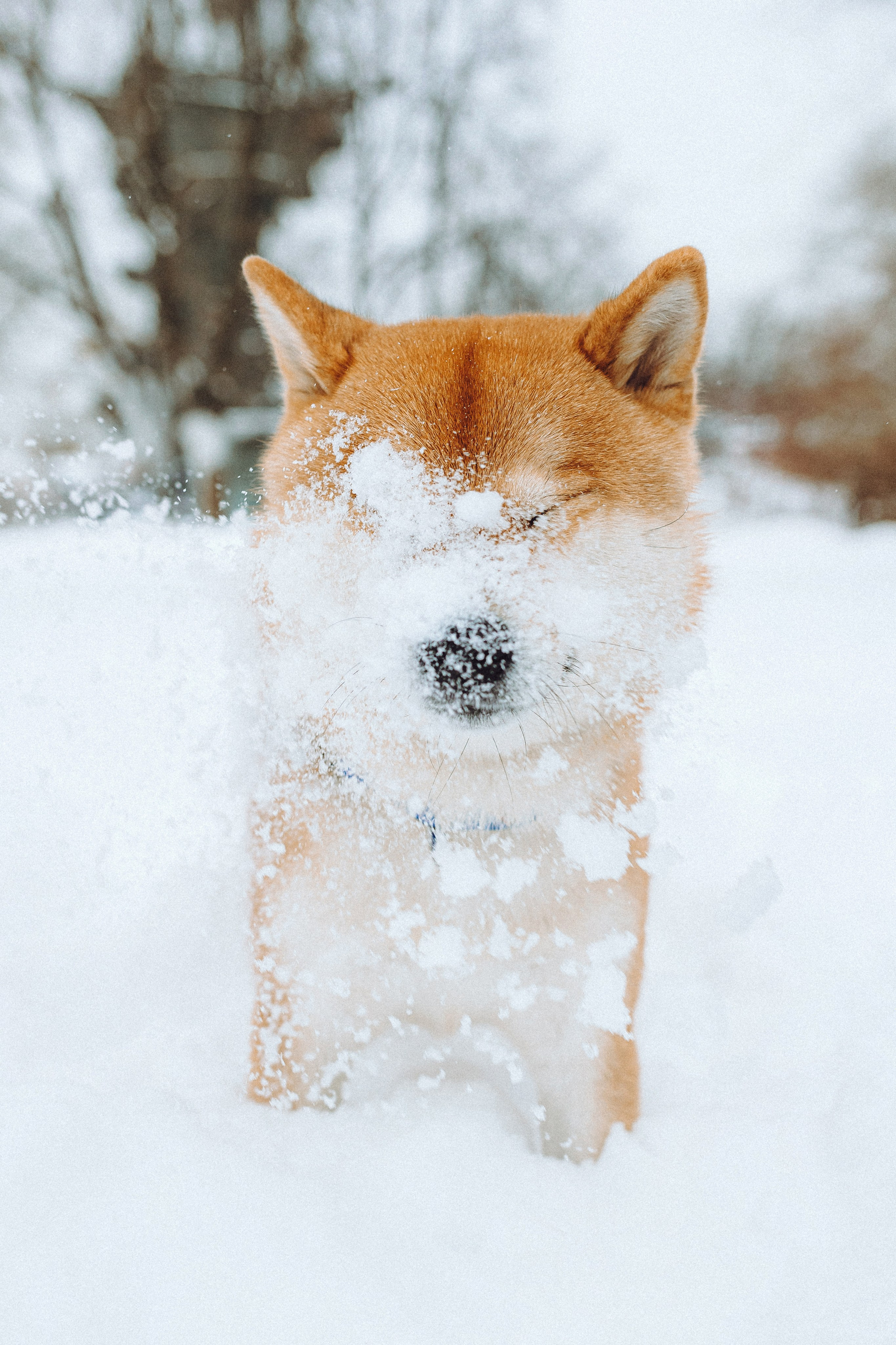 Настя и Ронин