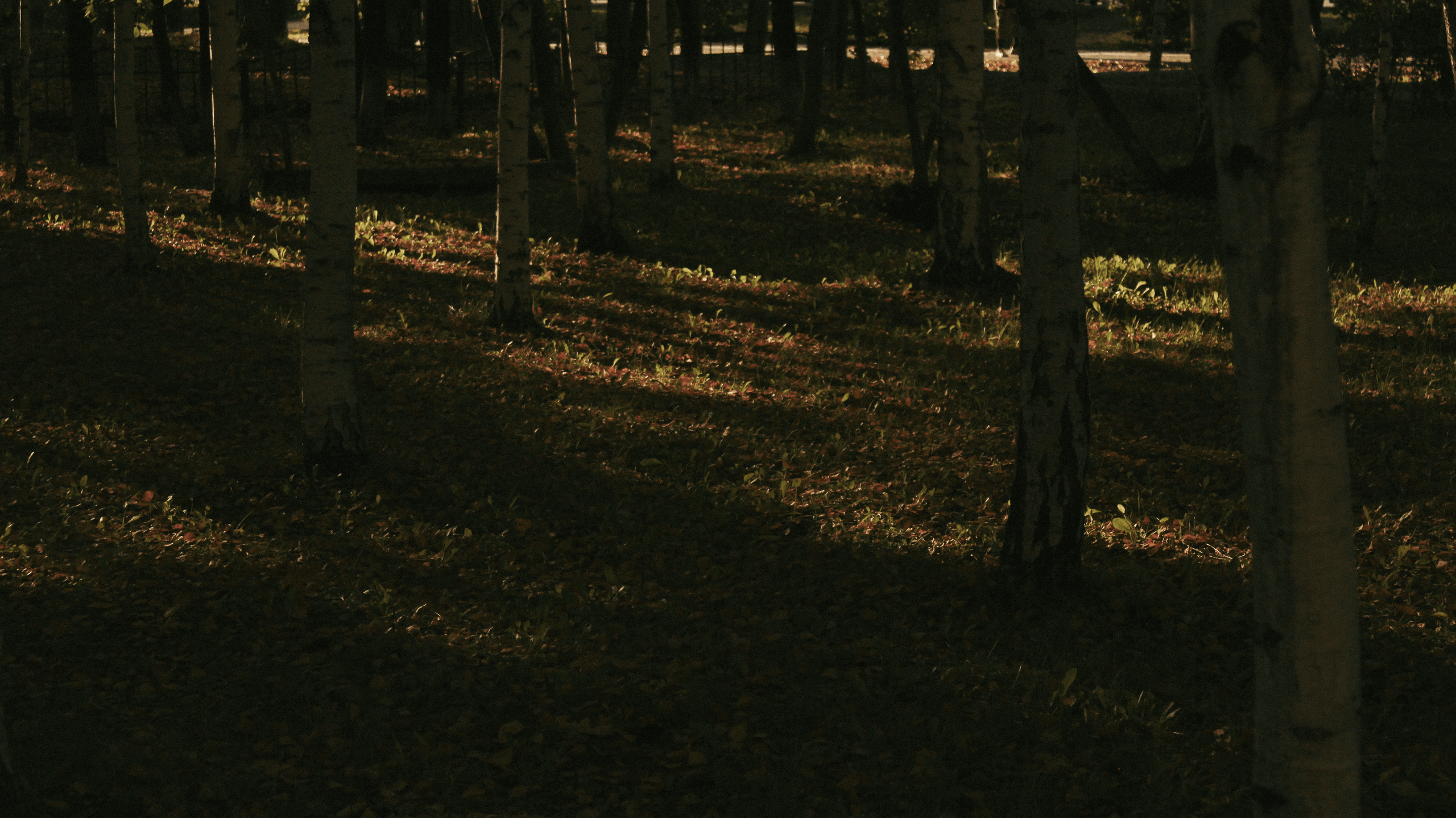 TMN summer '24. Фотограф/дизайнер в Екатеринбурге Хитрый Дмитрий