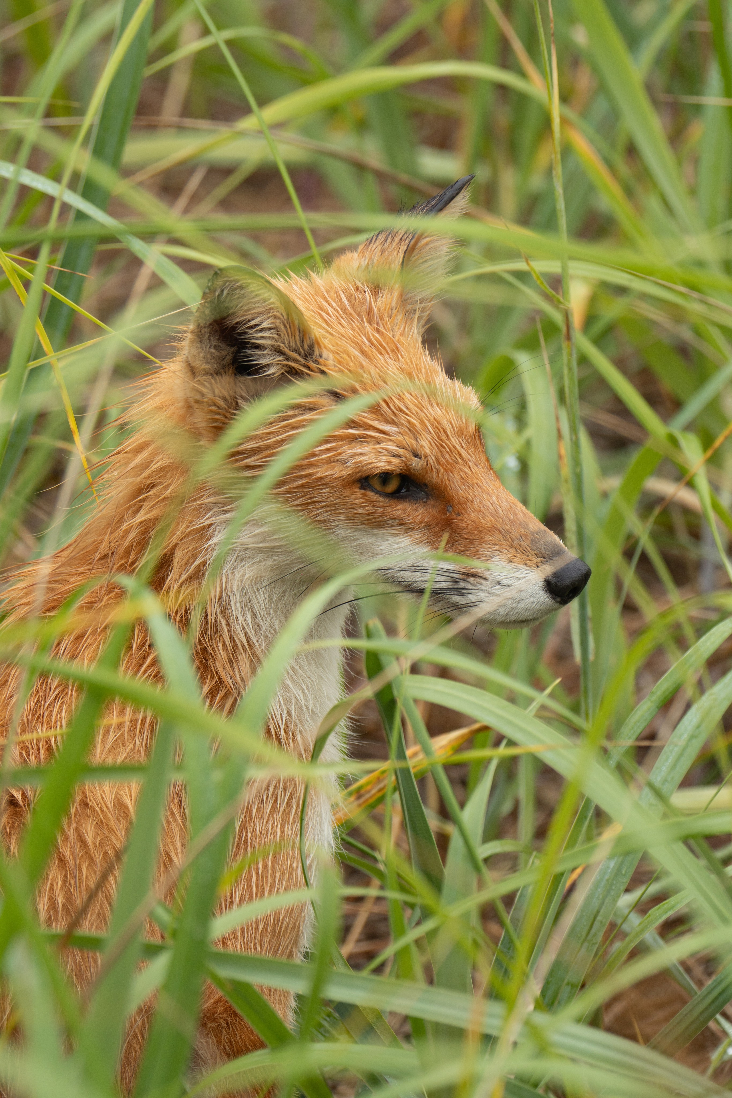 Курильские острова. Gusarov Travel Photography