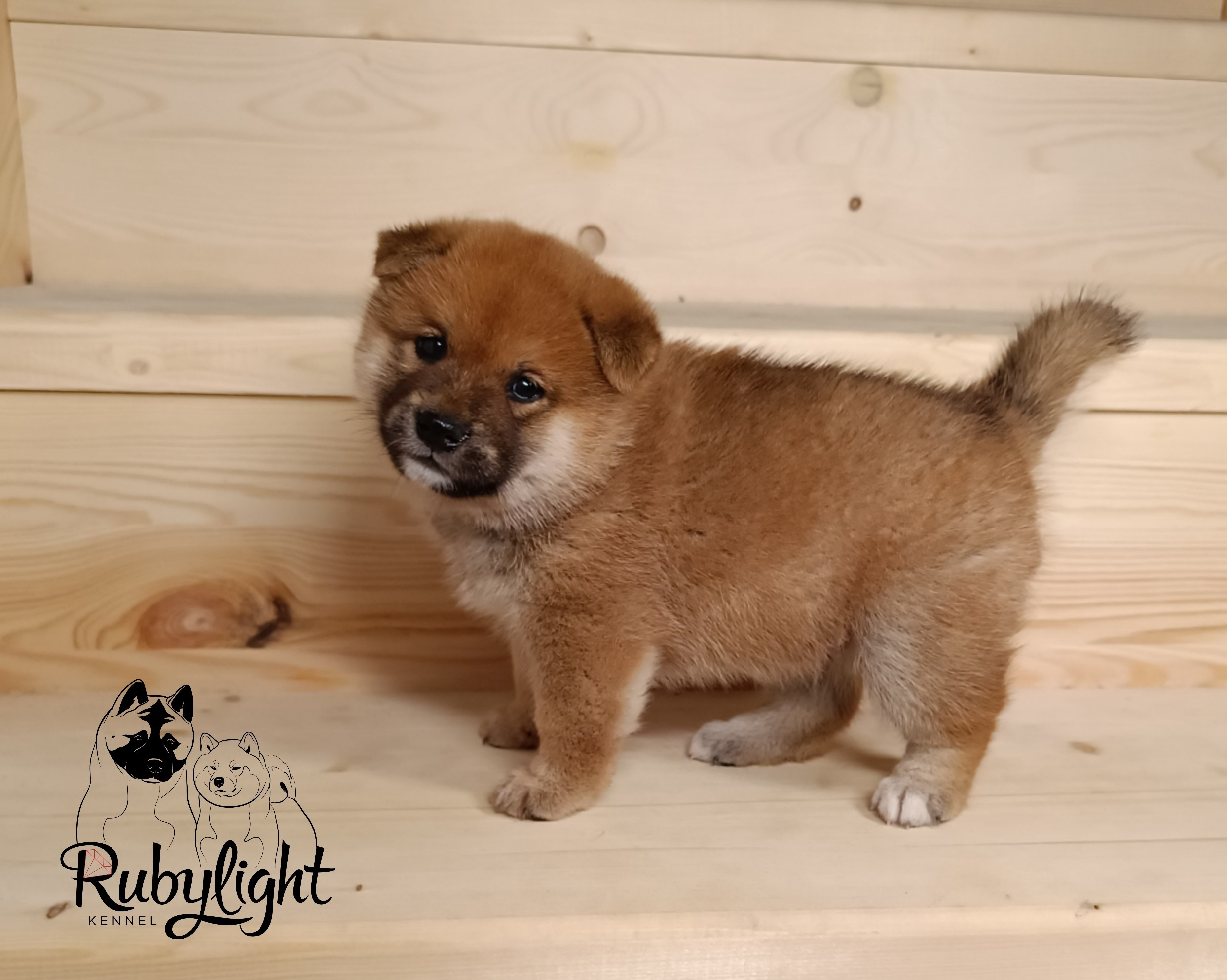 Сиба Rubylight Everest питомник Рубилайт 