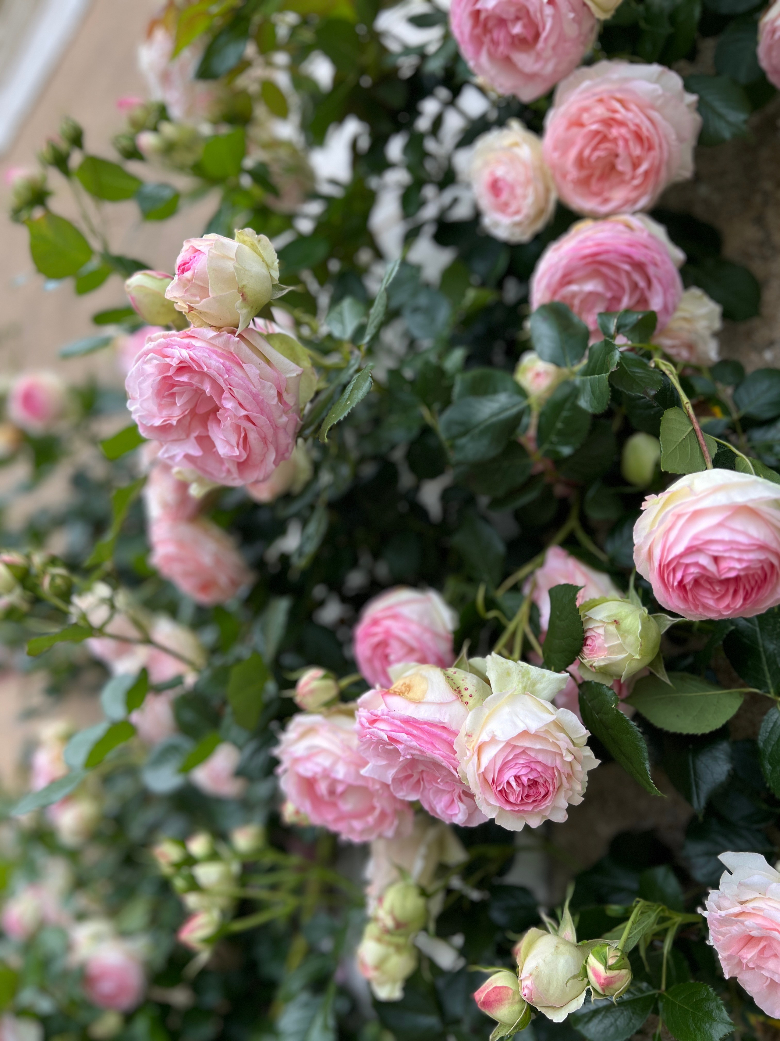 Wedding Content Creator 2026. Valeria Coconova Photographer Italy Como Milan