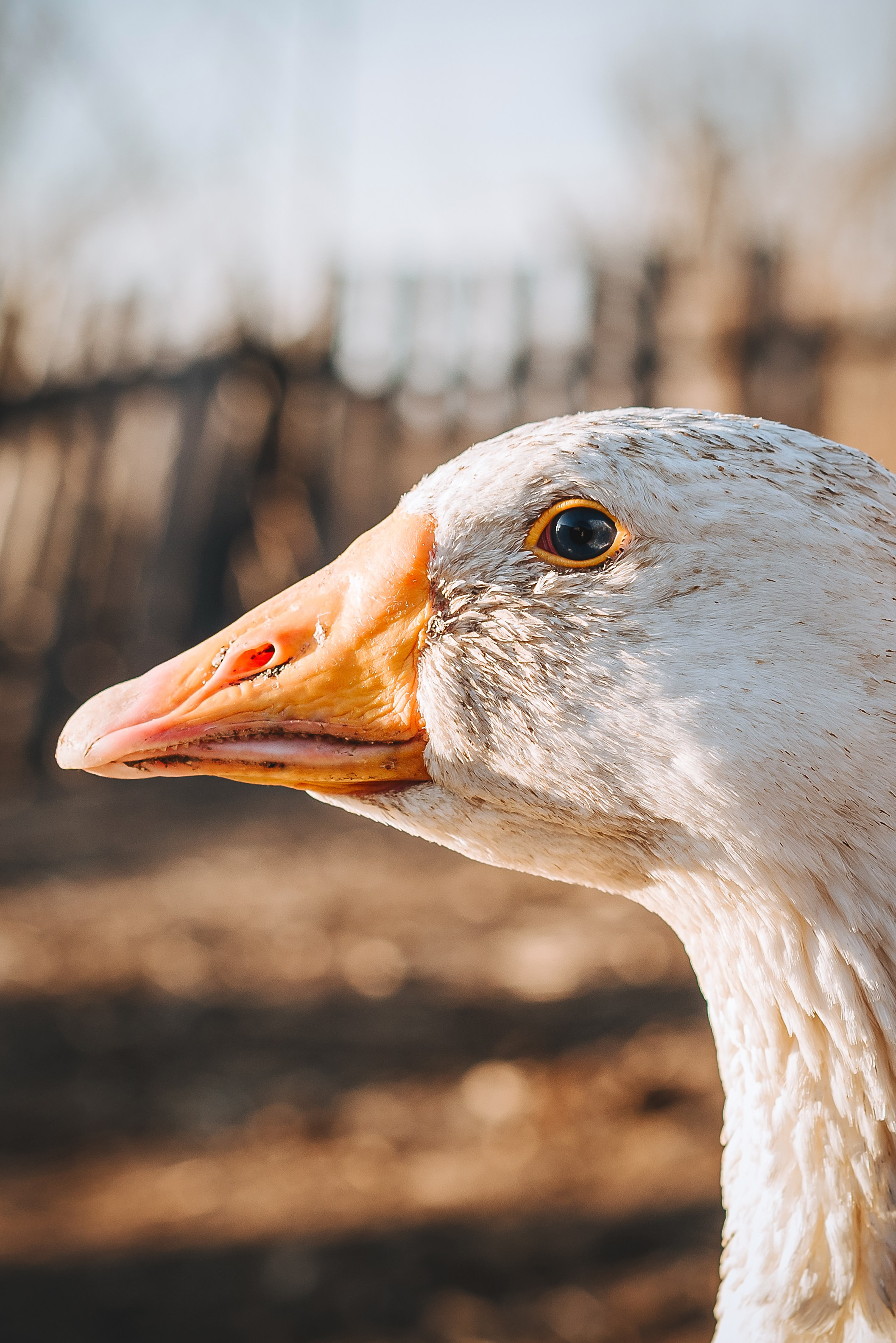 Животные. Фотограф Карина Шарова Москва