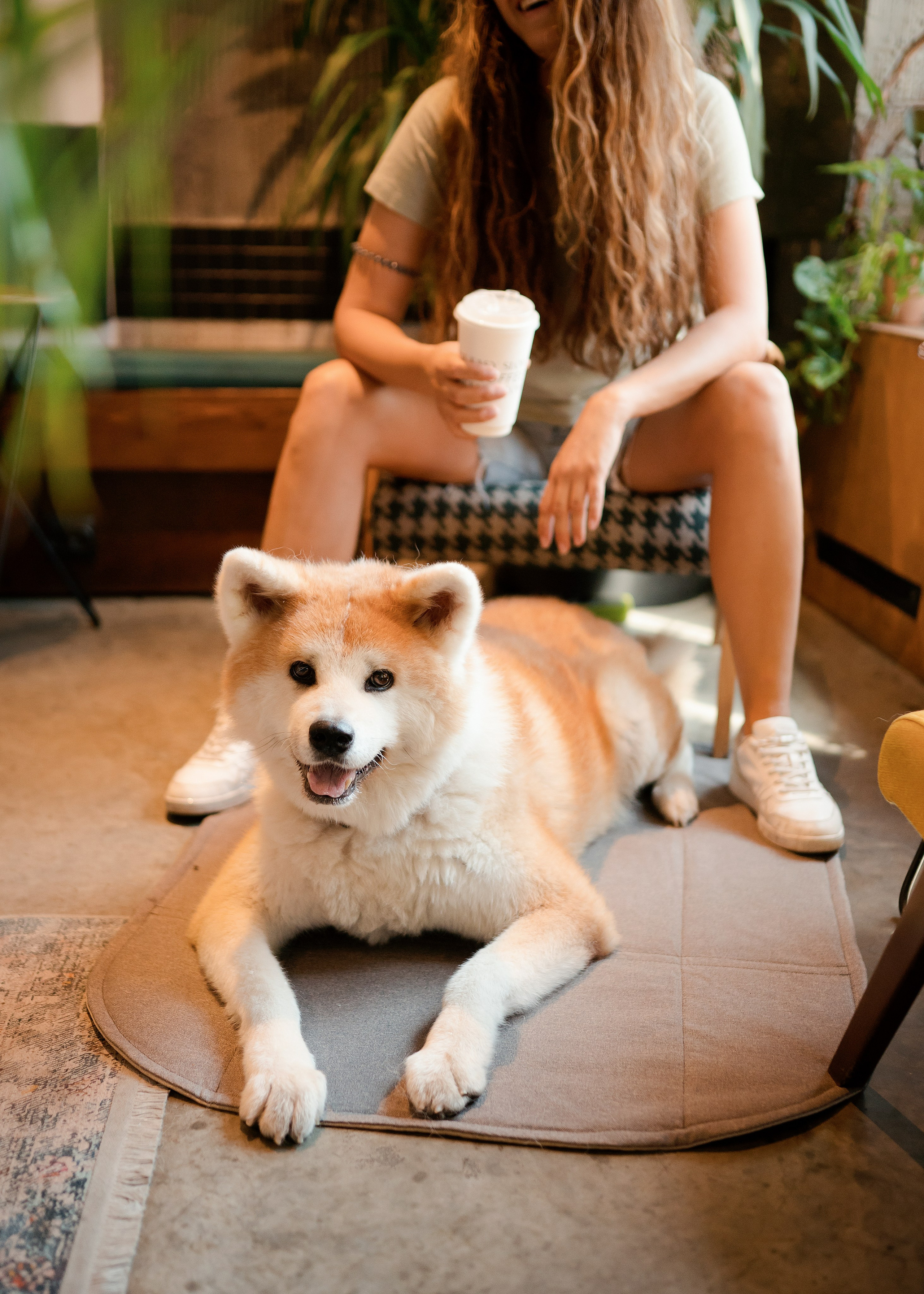 Bow-Wow. Фотограф- анималист Александра Матвеева