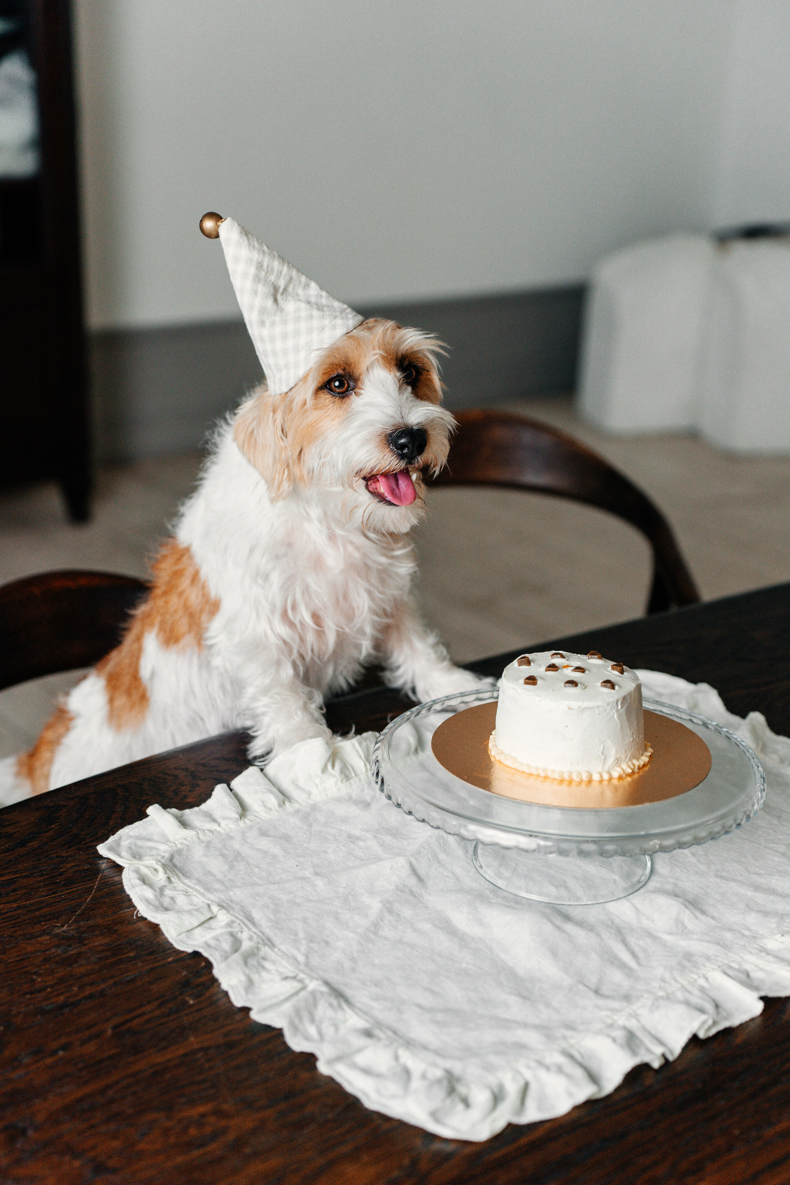 Красота хвостатых глазами хозяйки. Ваш семейный фотограф в Минске — Вика Трегубова