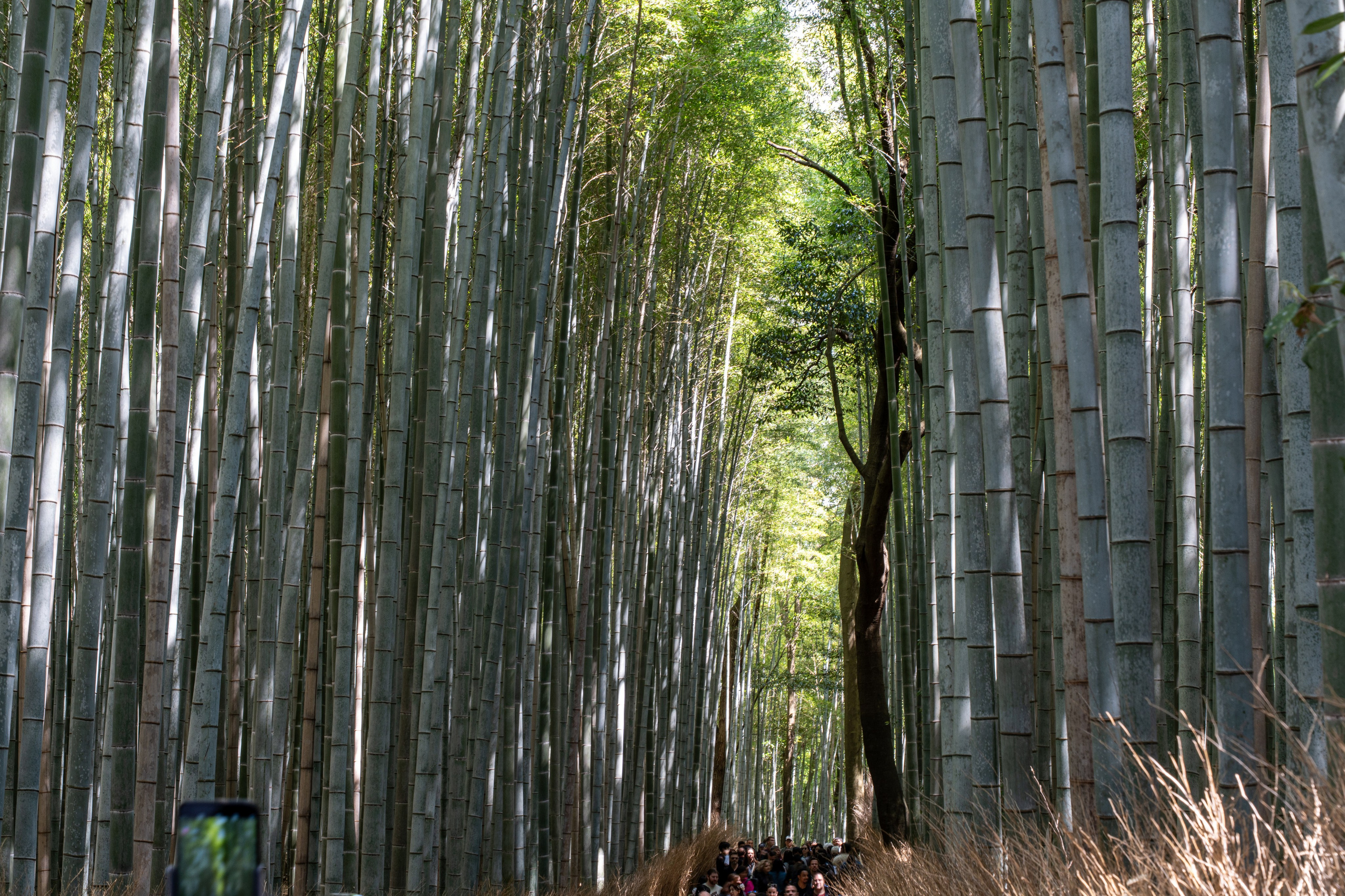 Япония, сакура. Творческие сьемки