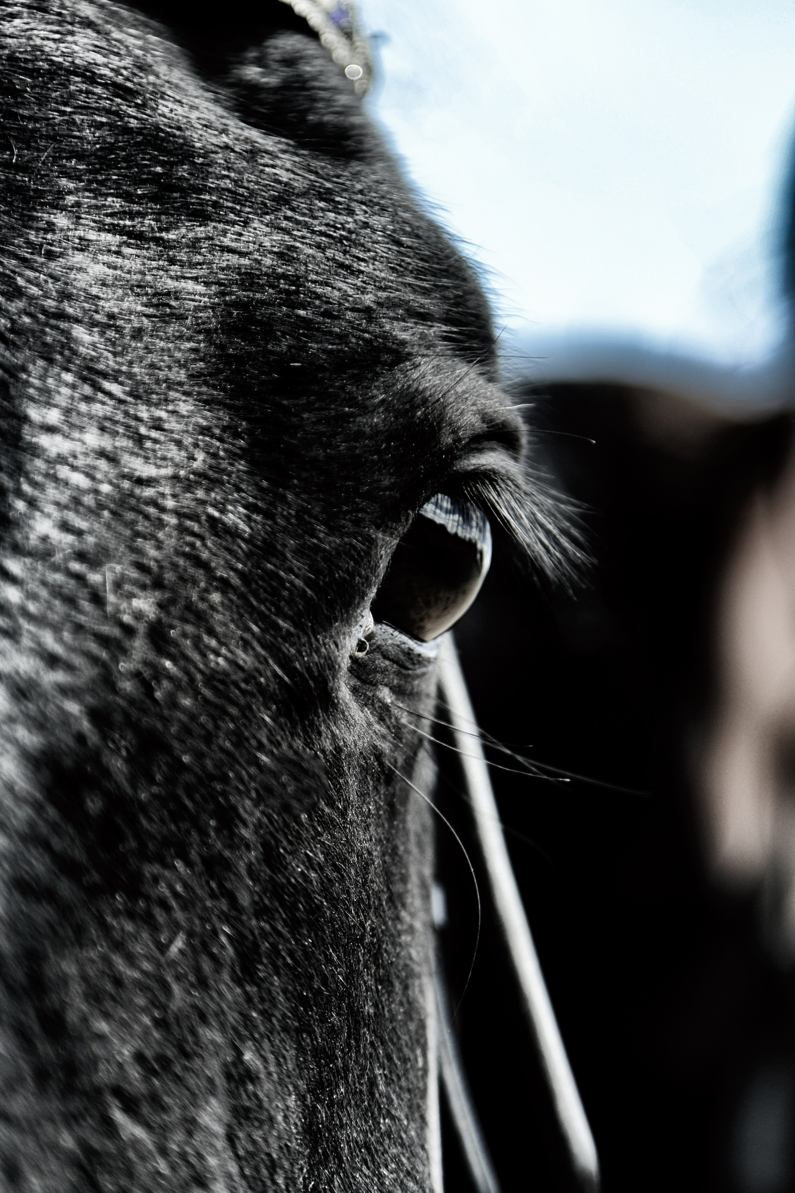Лошади «Каскад» и «Брилиант». Алиса Томшина — Фотограф / Видеограф