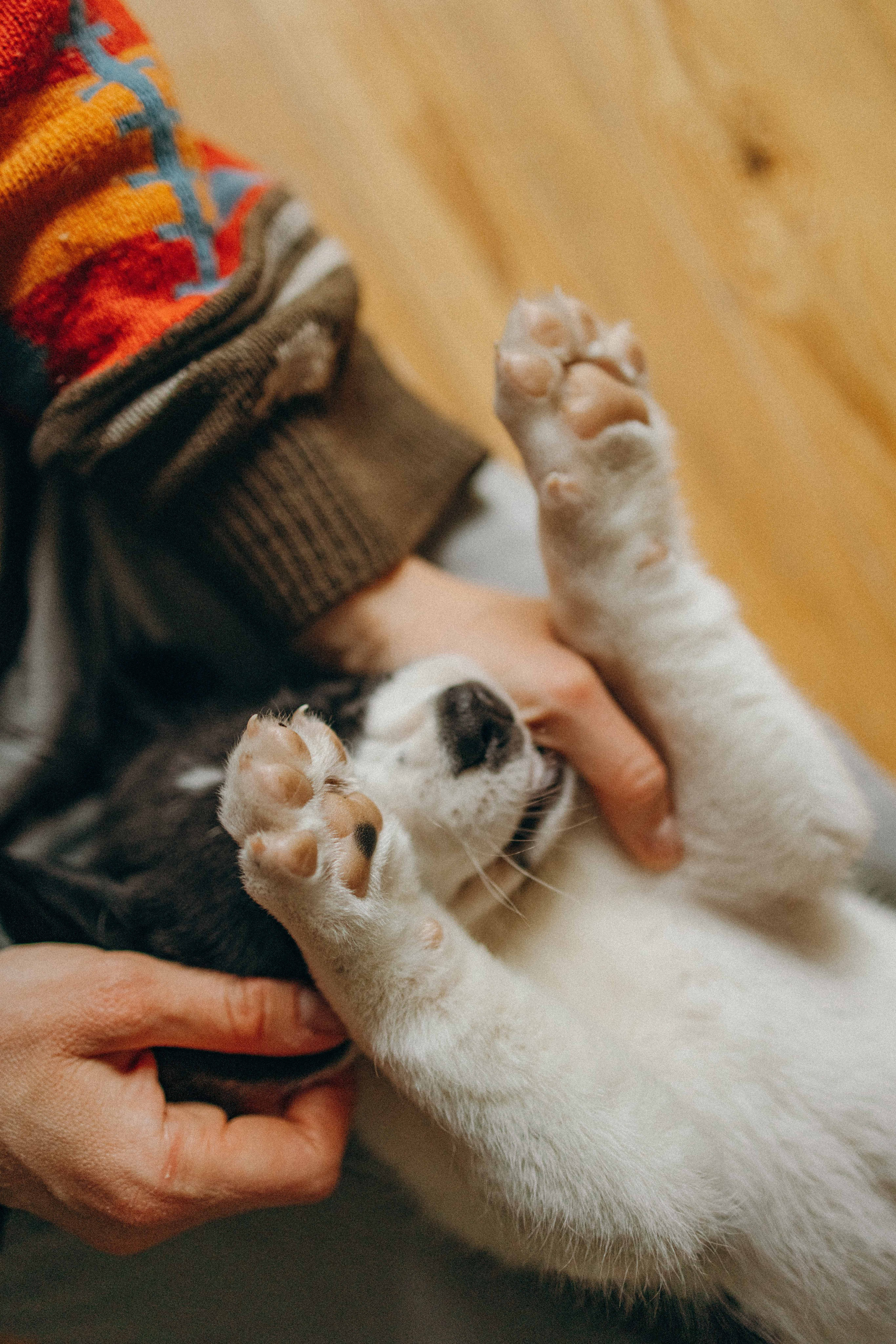 Щеночки. Фотограф-анималист в Москве Лера Черноног