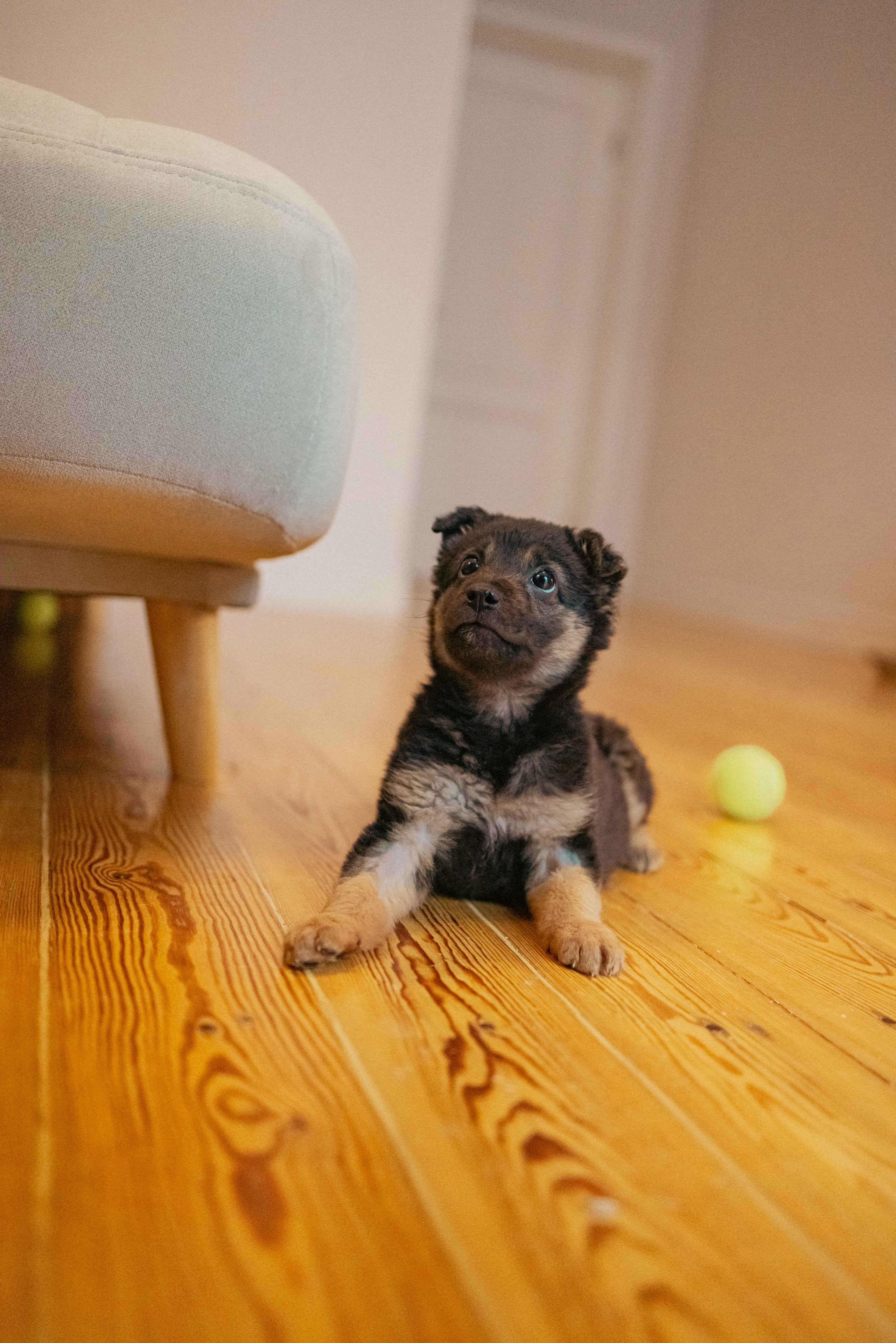 Пеппа. Фотограф-анималист в Москве Лера Черноног
