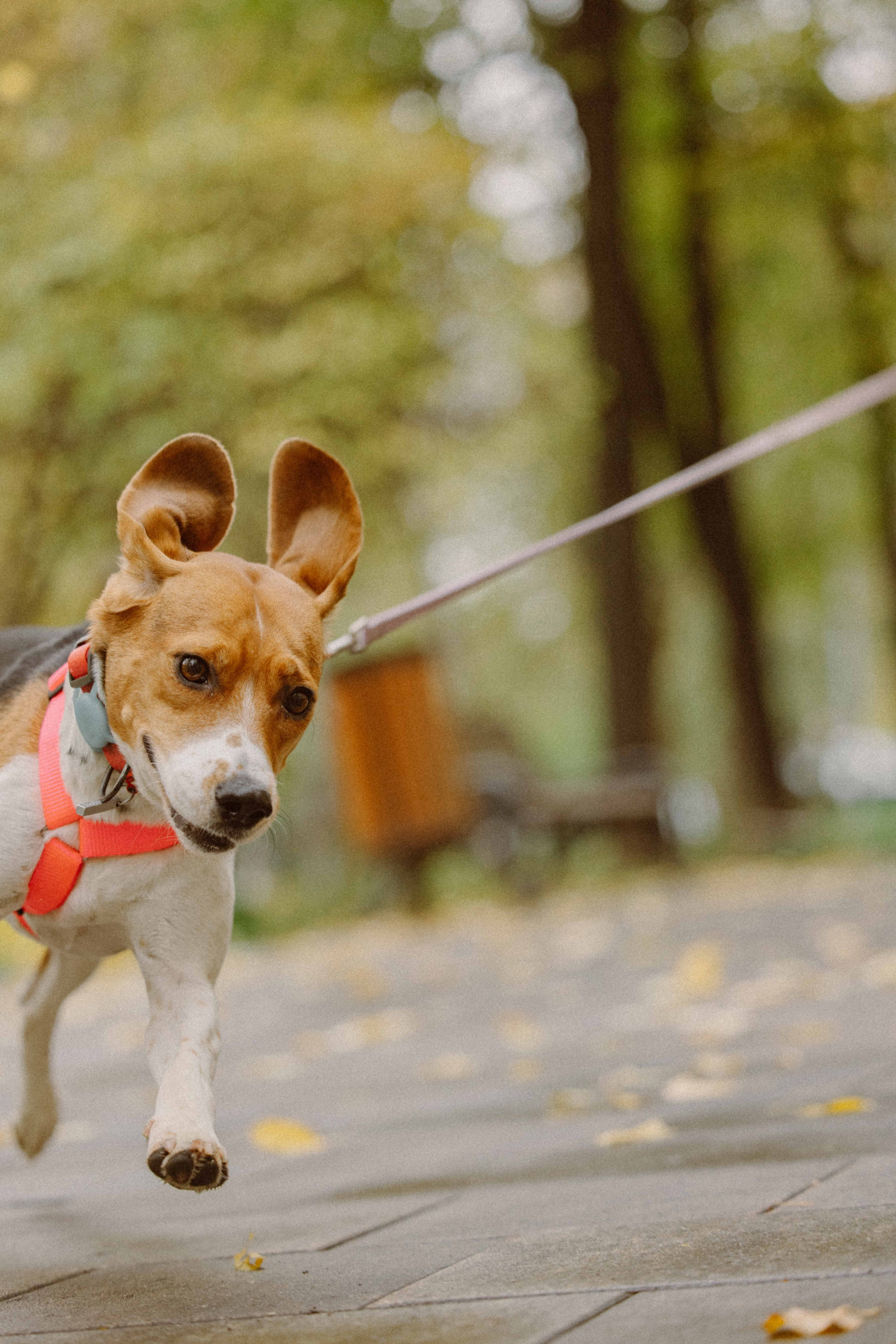 Света и Ива. Фотограф-анималист в Москве Лера Черноног