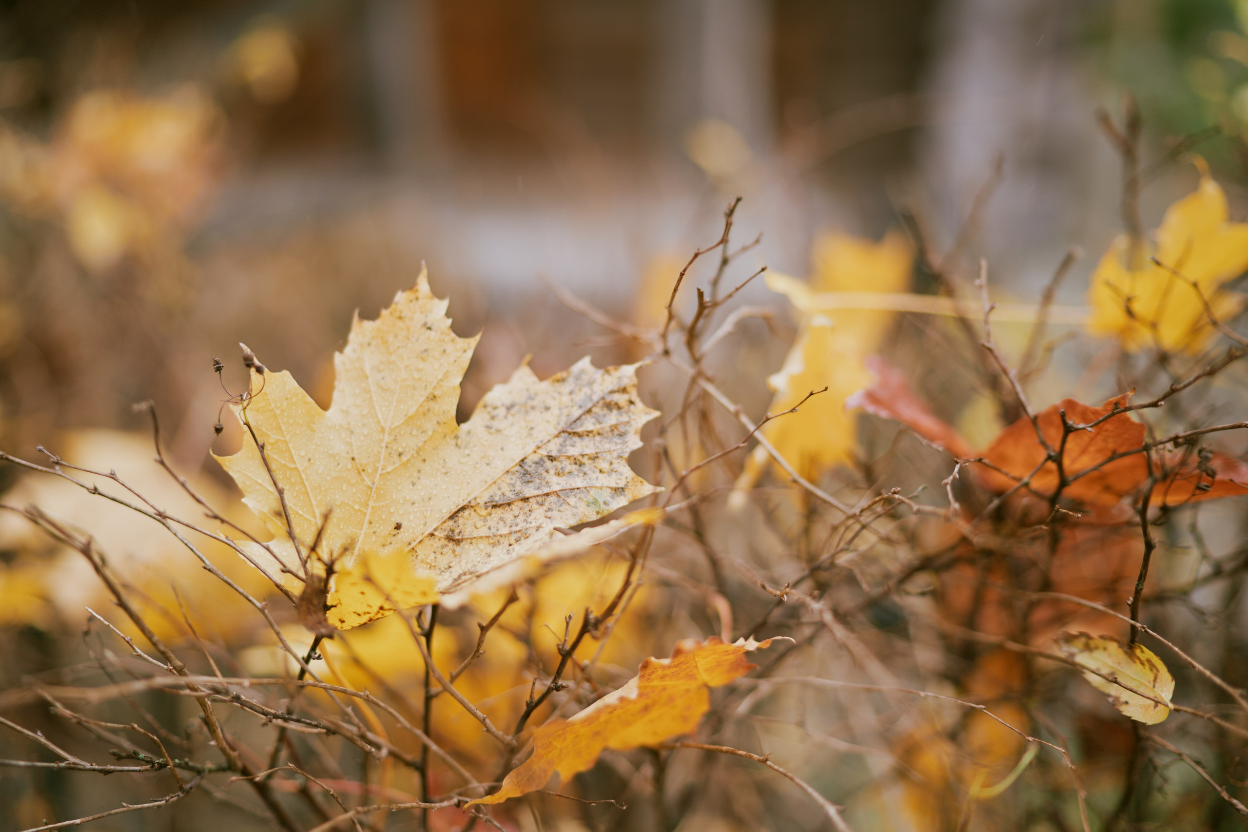 Рената и Олег. Фотограф в Санкт-Петербурге | Аня Маленчук