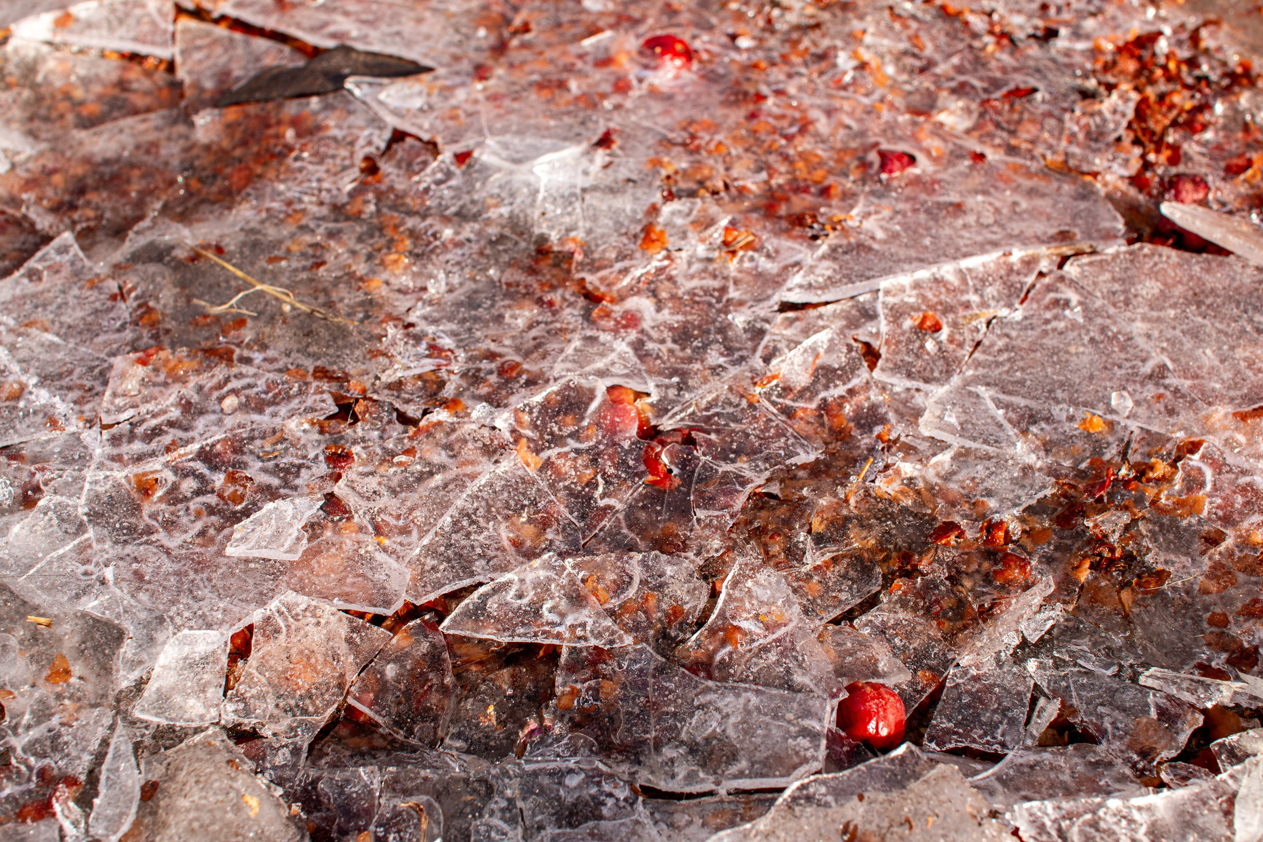 Пища для глаз. Ваш фотограф Северск | Томск