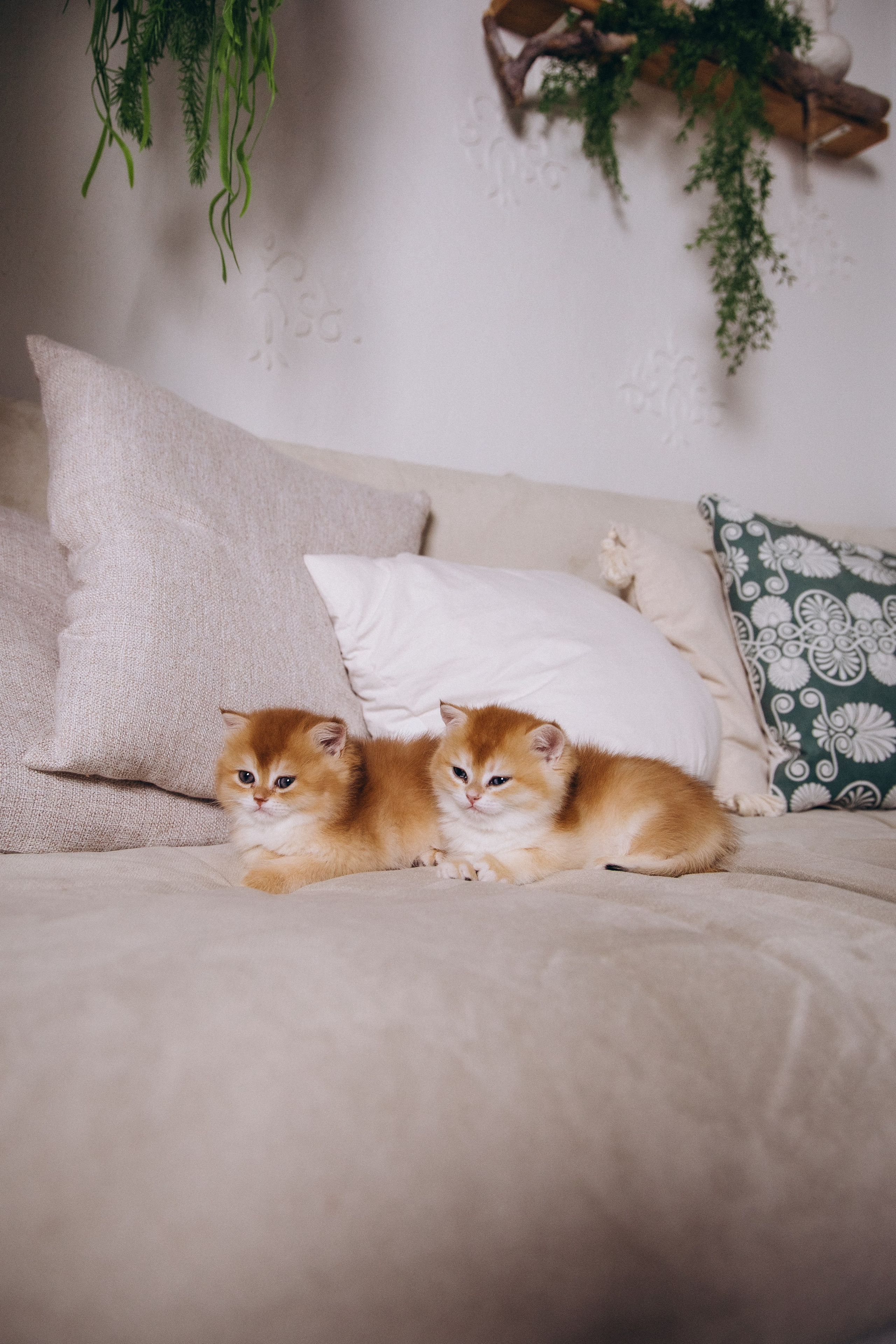 Анфиса и Зоя