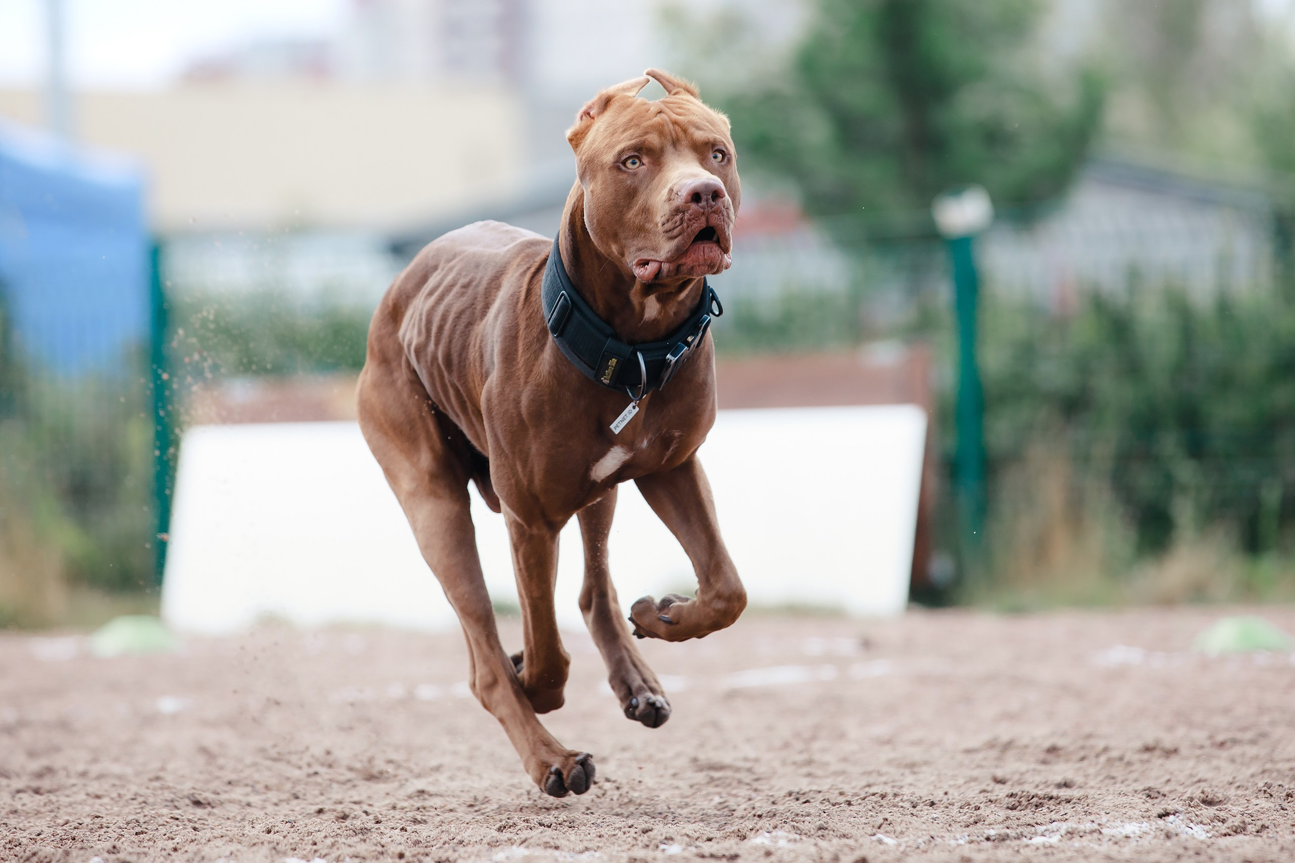 Питч&Гоу + веселые старты. Фотограф-анималист Mary Mart — Москва, Питер