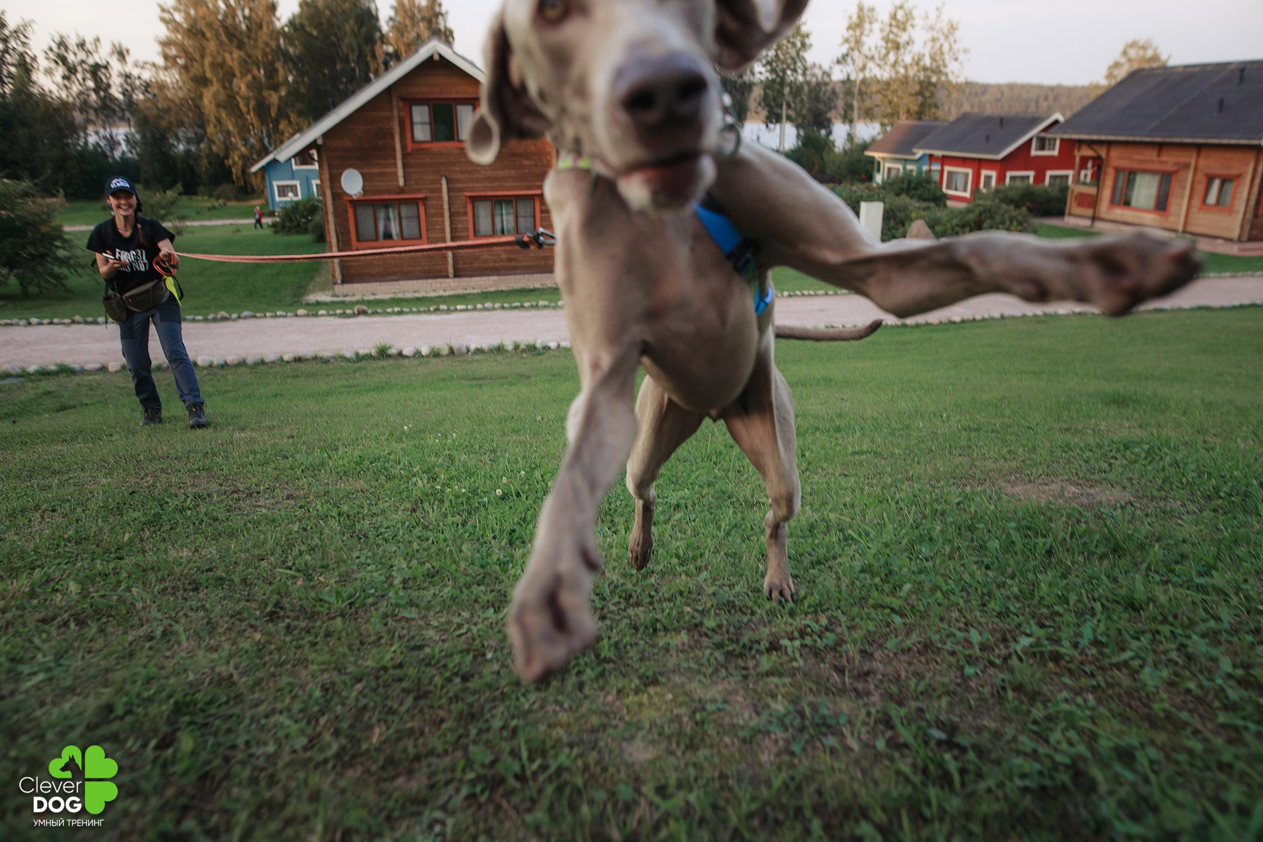 Кинологический лагерь CleverDog, 2024. Фотограф-анималист Mary Mart — Москва, Питер
