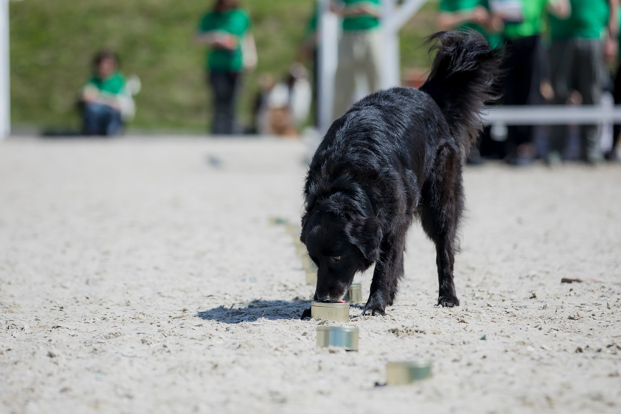 Показательные выступления по NoseWork на выставке «Россия». Фотограф-анималист Mary Mart — Москва, Питер