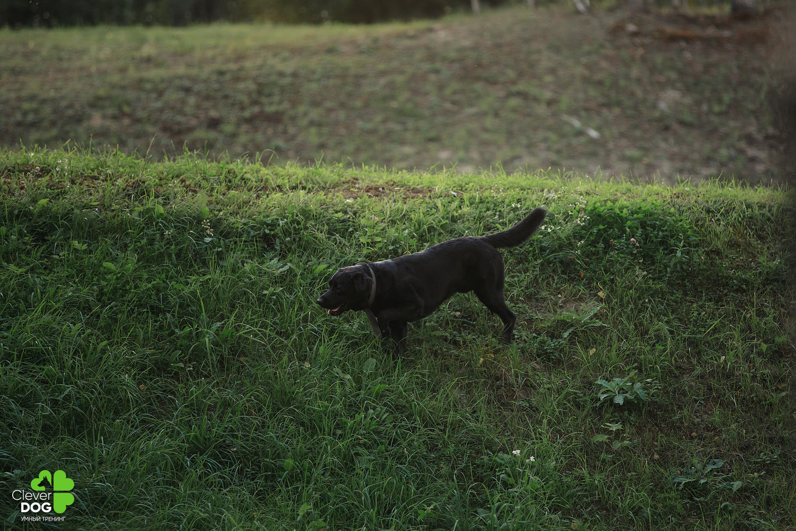 Кинологический лагерь CleverDog, 2024. Фотограф-анималист Mary Mart — Москва, Питер