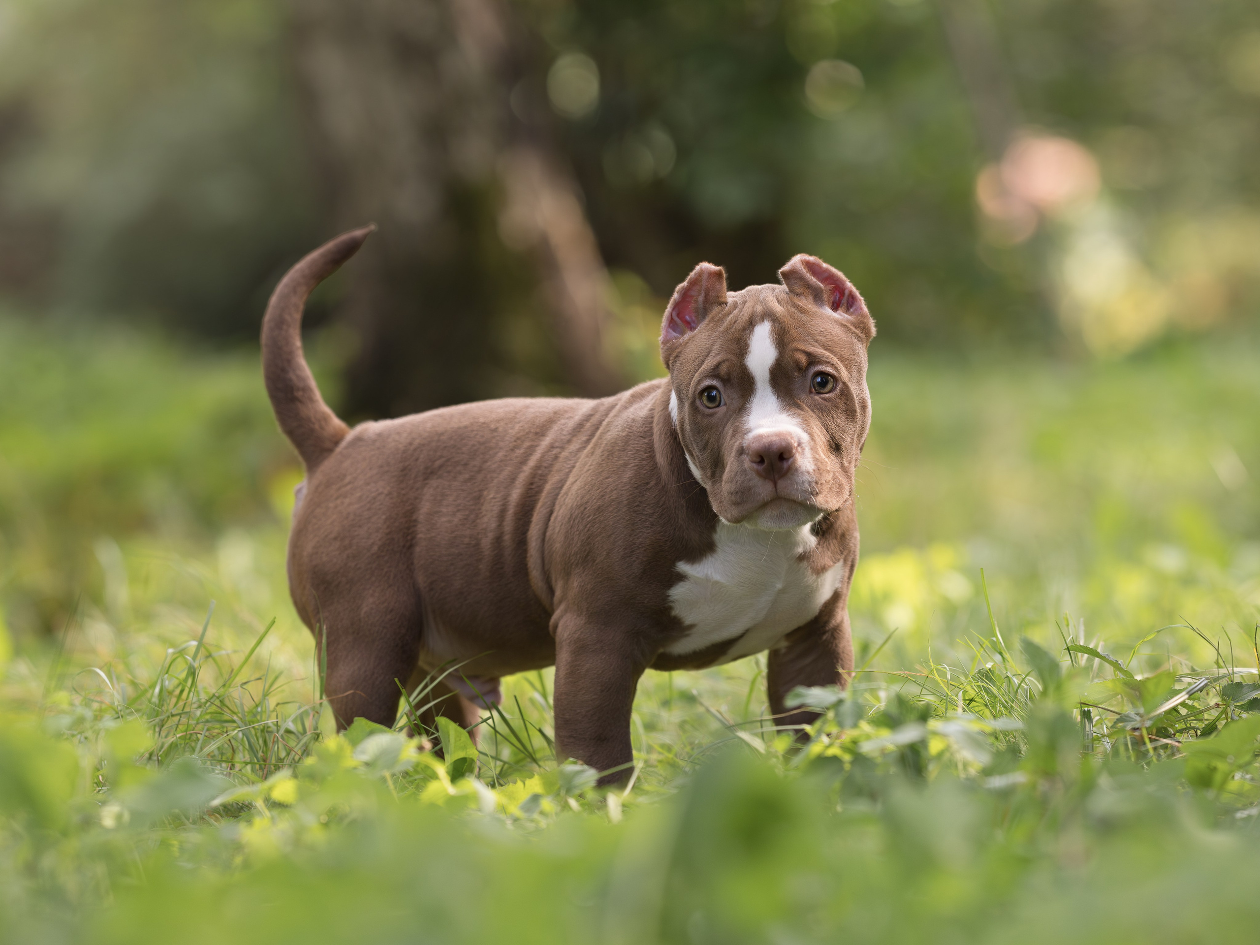 Американские булли (на природе). Фотограф-анималист в Москве, МО и Владимире