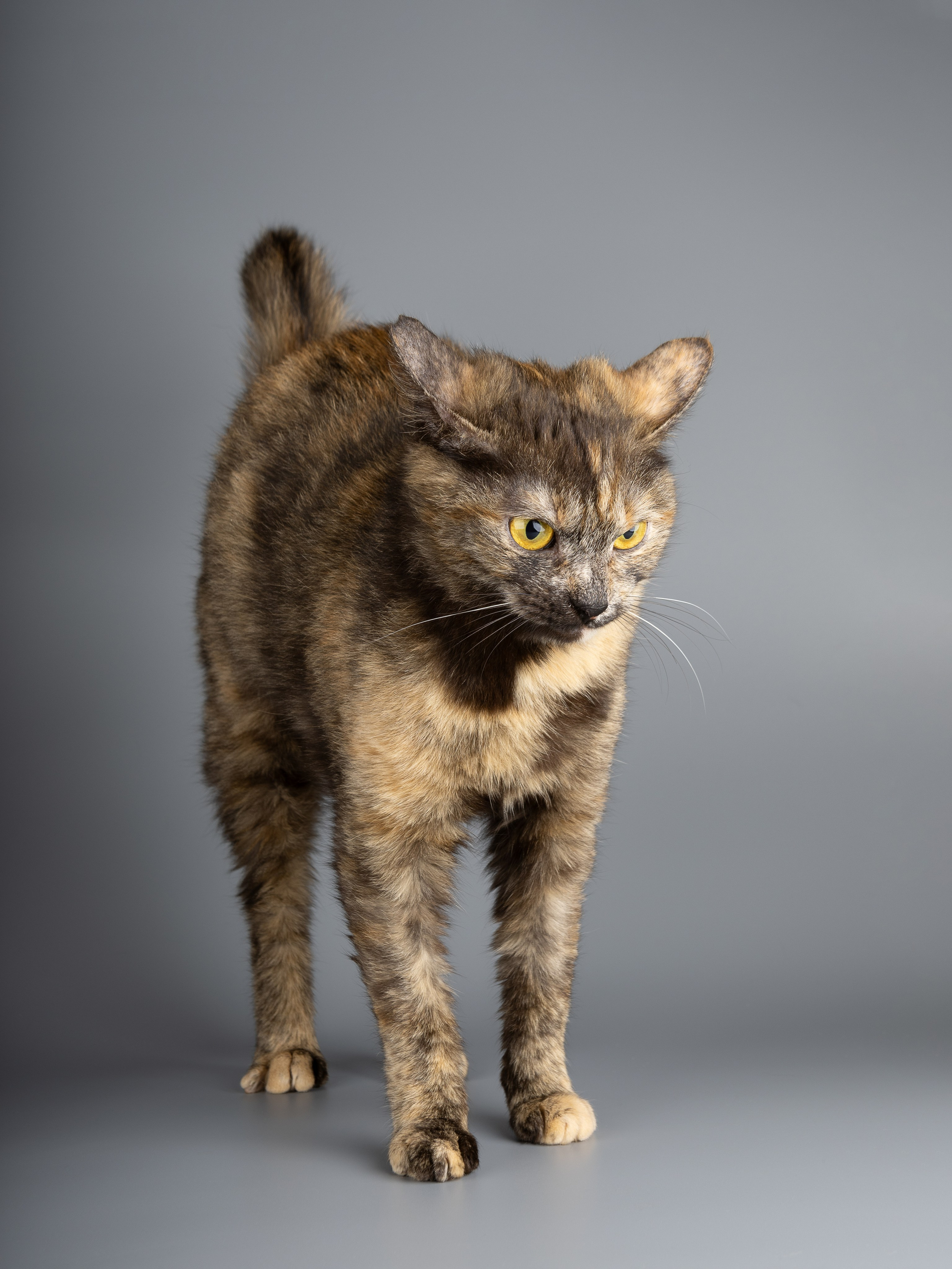 Кошки-фото для пристройства (студия). Фотограф-анималист в Москве, МО и Владимире